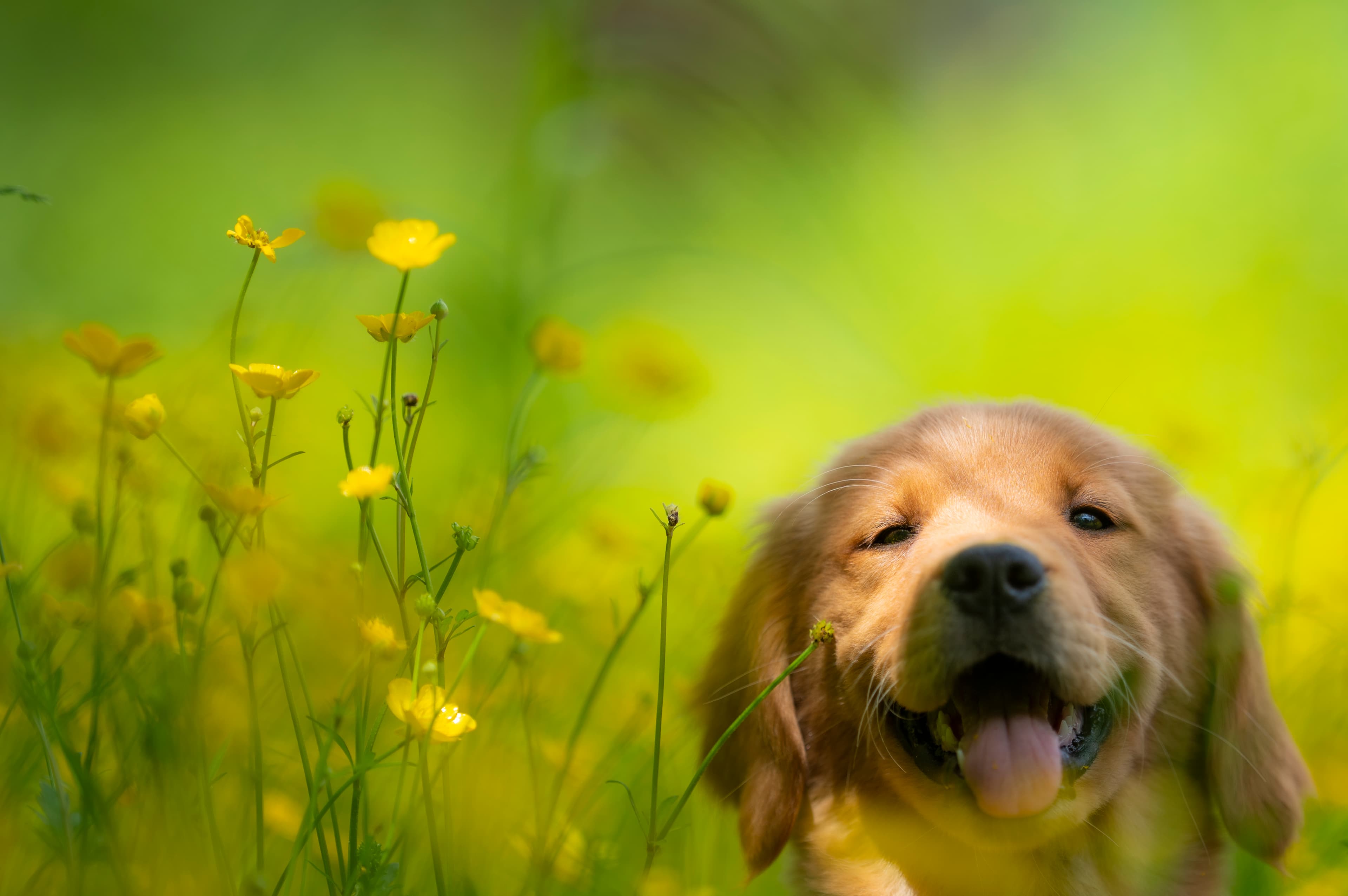 Puppies — RedPups132