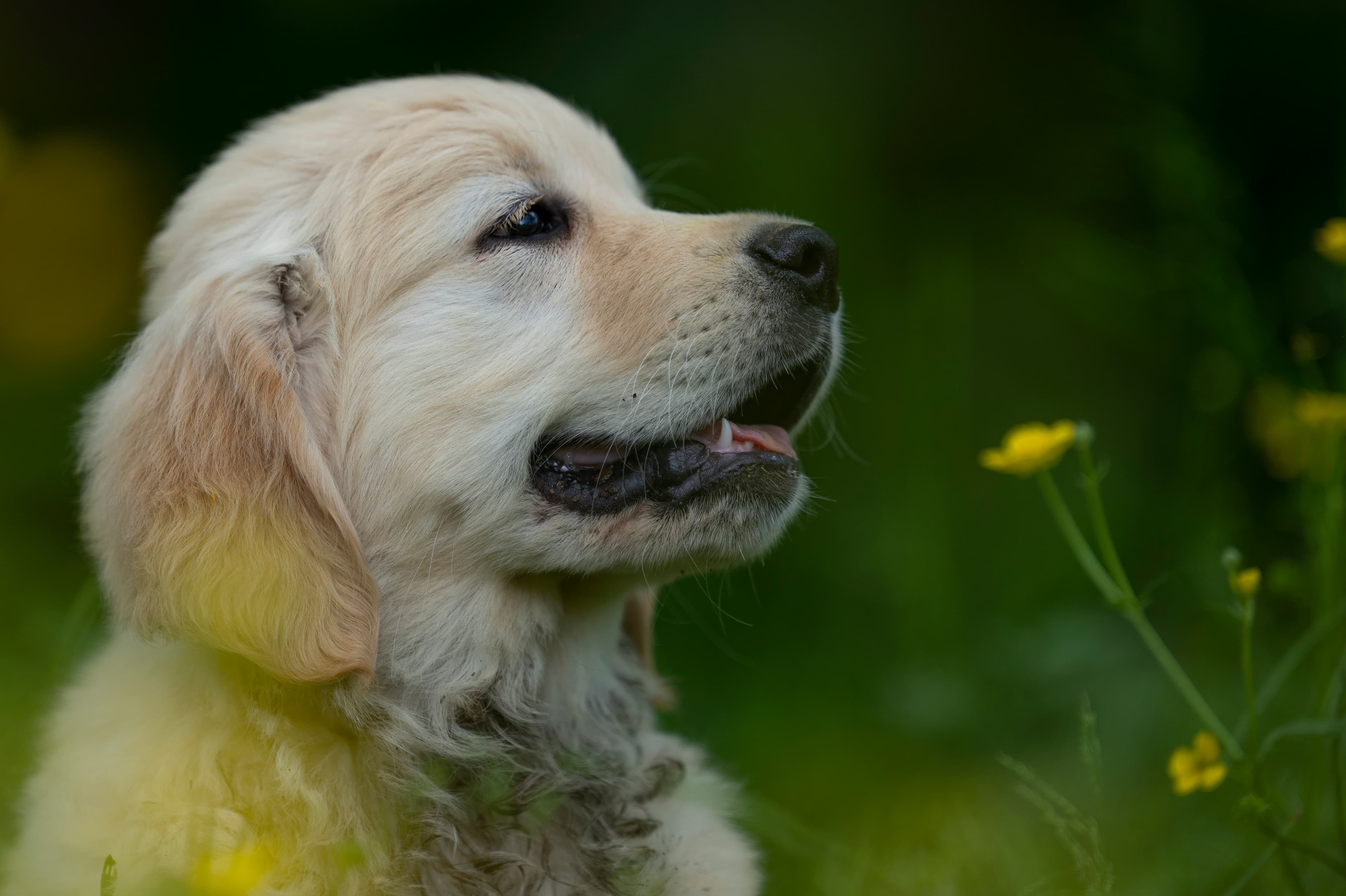 Puppies — WhiteYels190