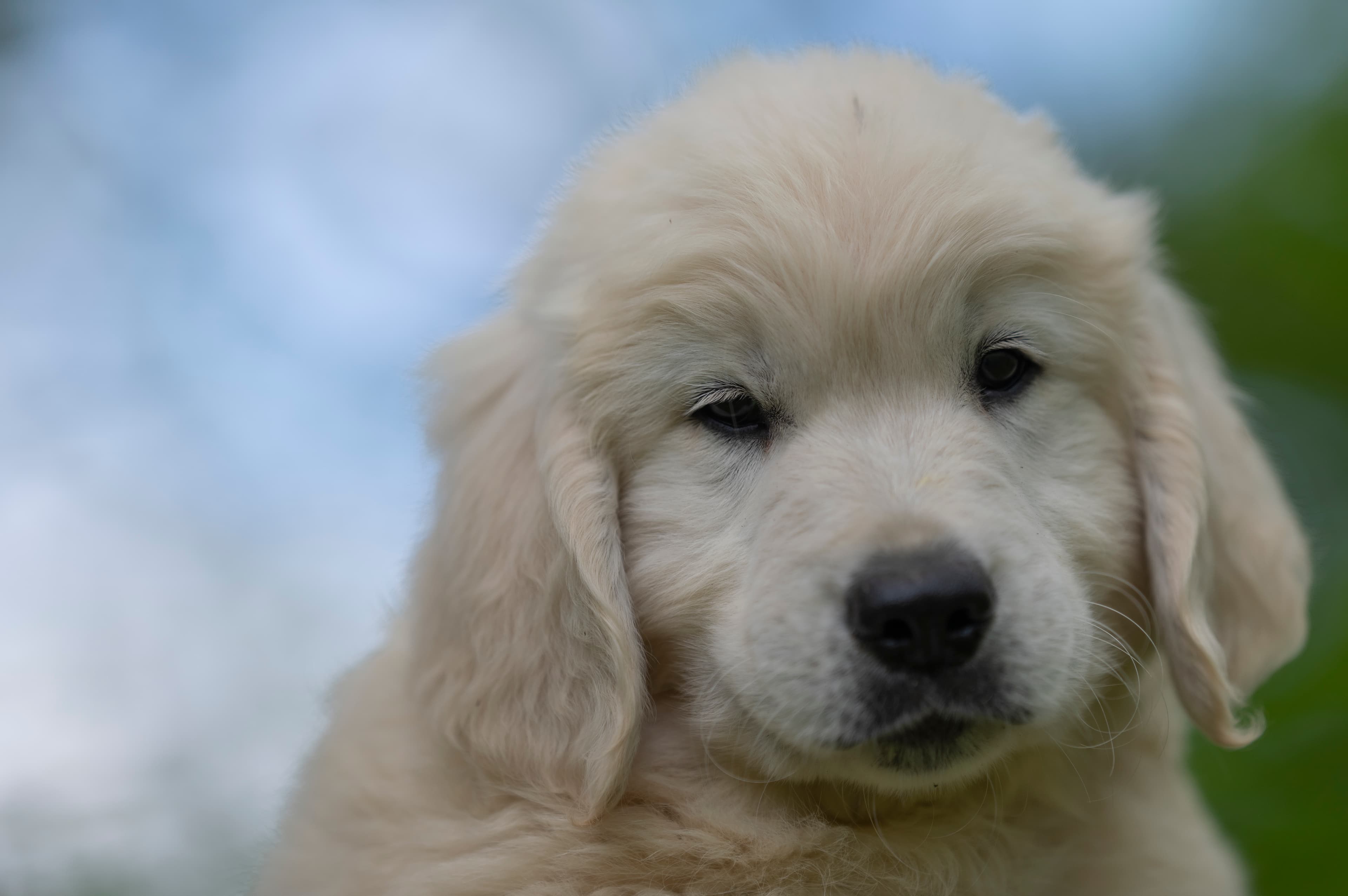 Puppies — WhiteYels238