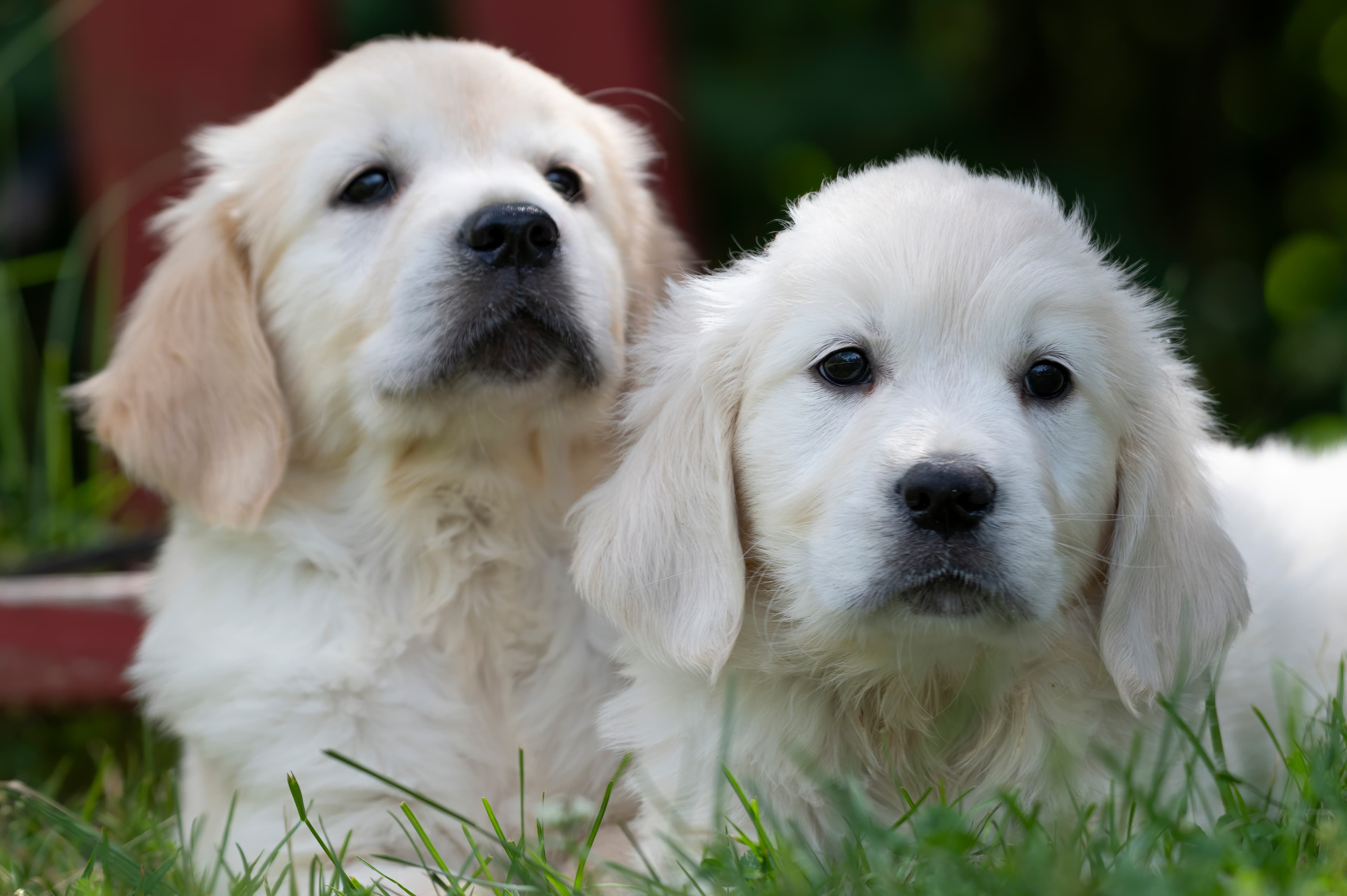 Puppies — DukeWhites008 f