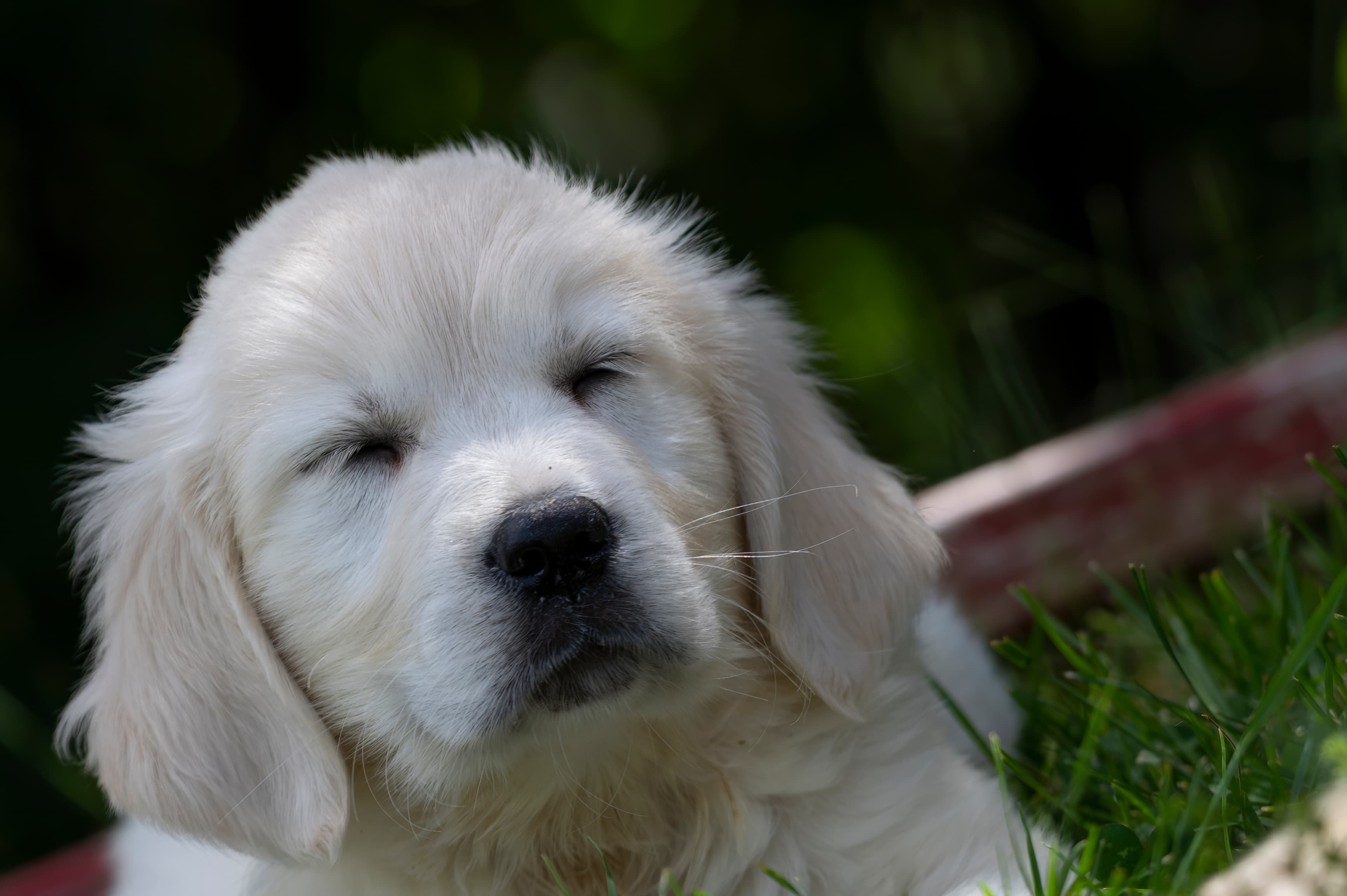 Puppies — DukeWhites065 f