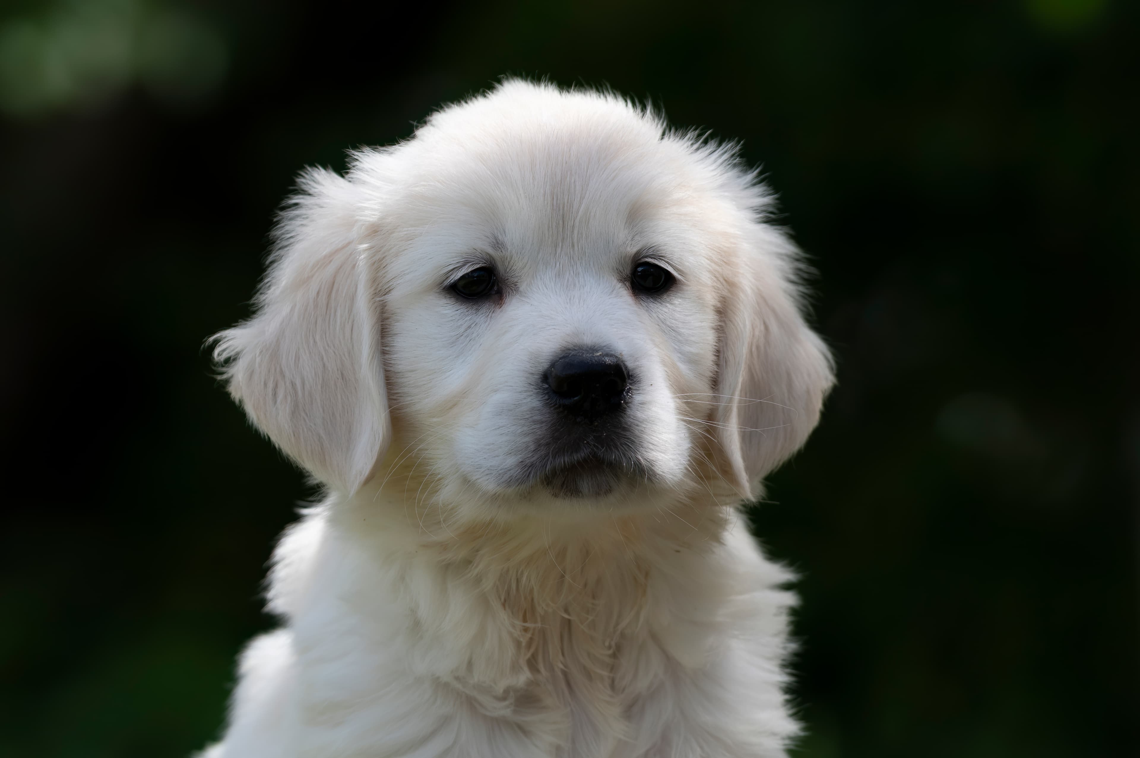 Puppies — DukeWhites239 f