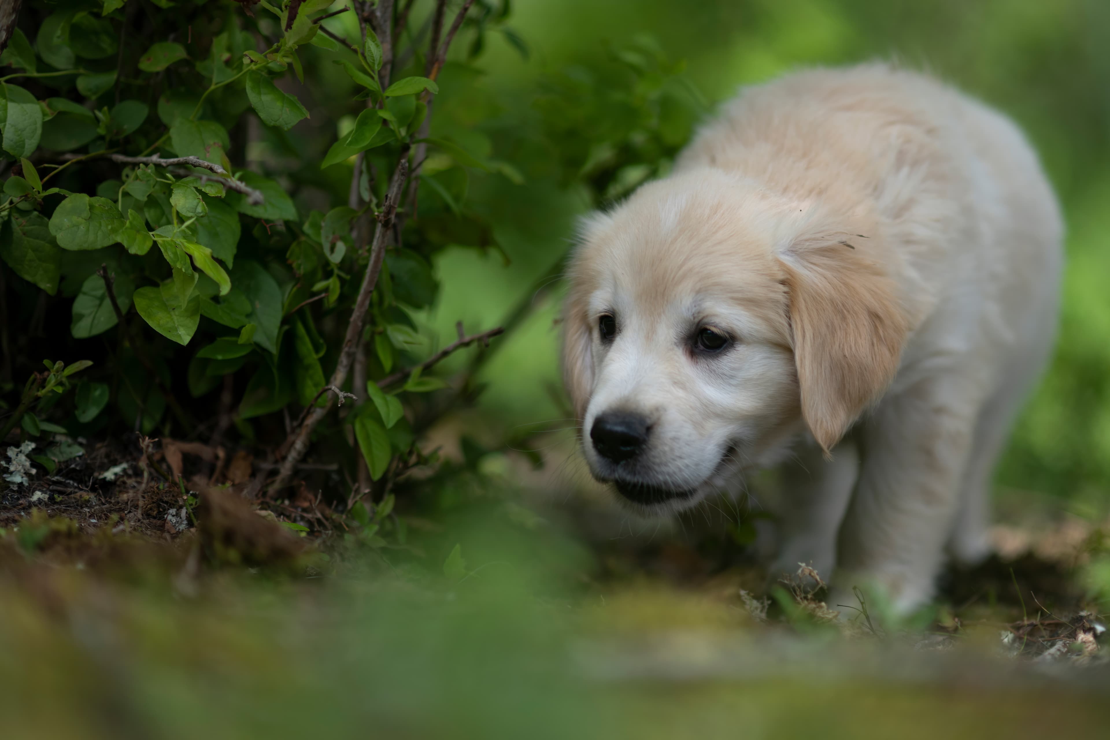 Puppies — WhiYellow 2079 f