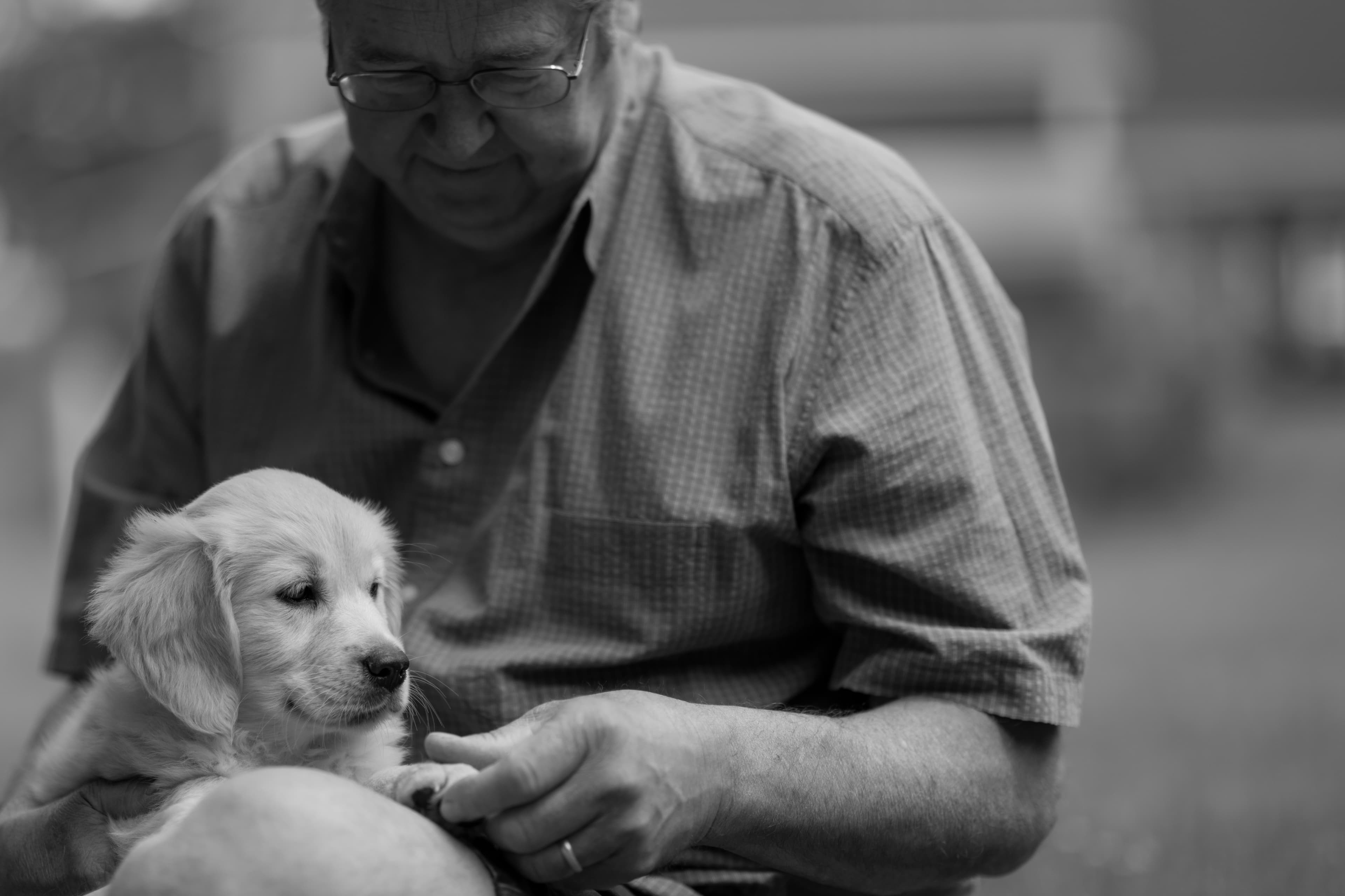Puppies — WhiYellow 2168