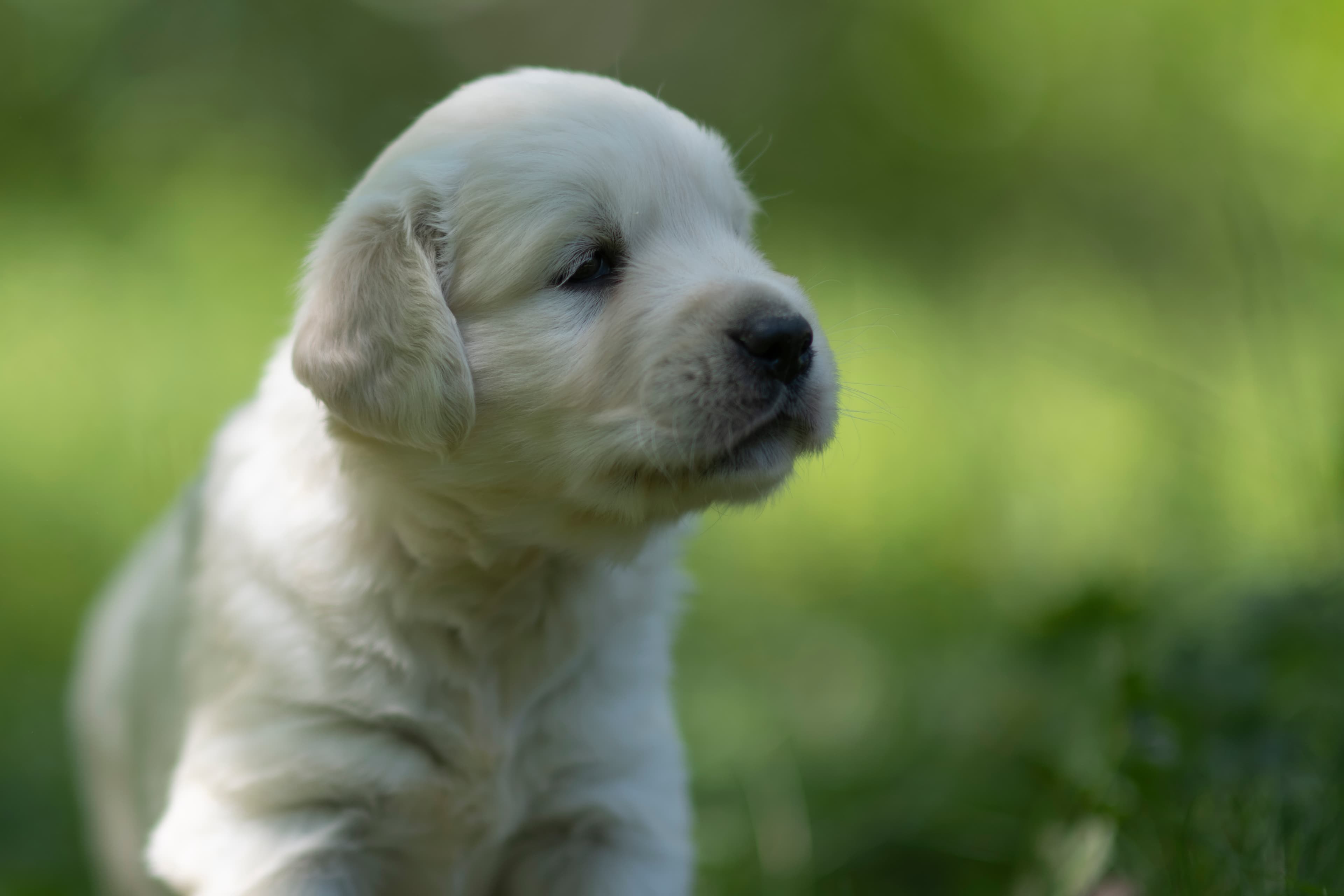 Puppies — JoJo Pups045