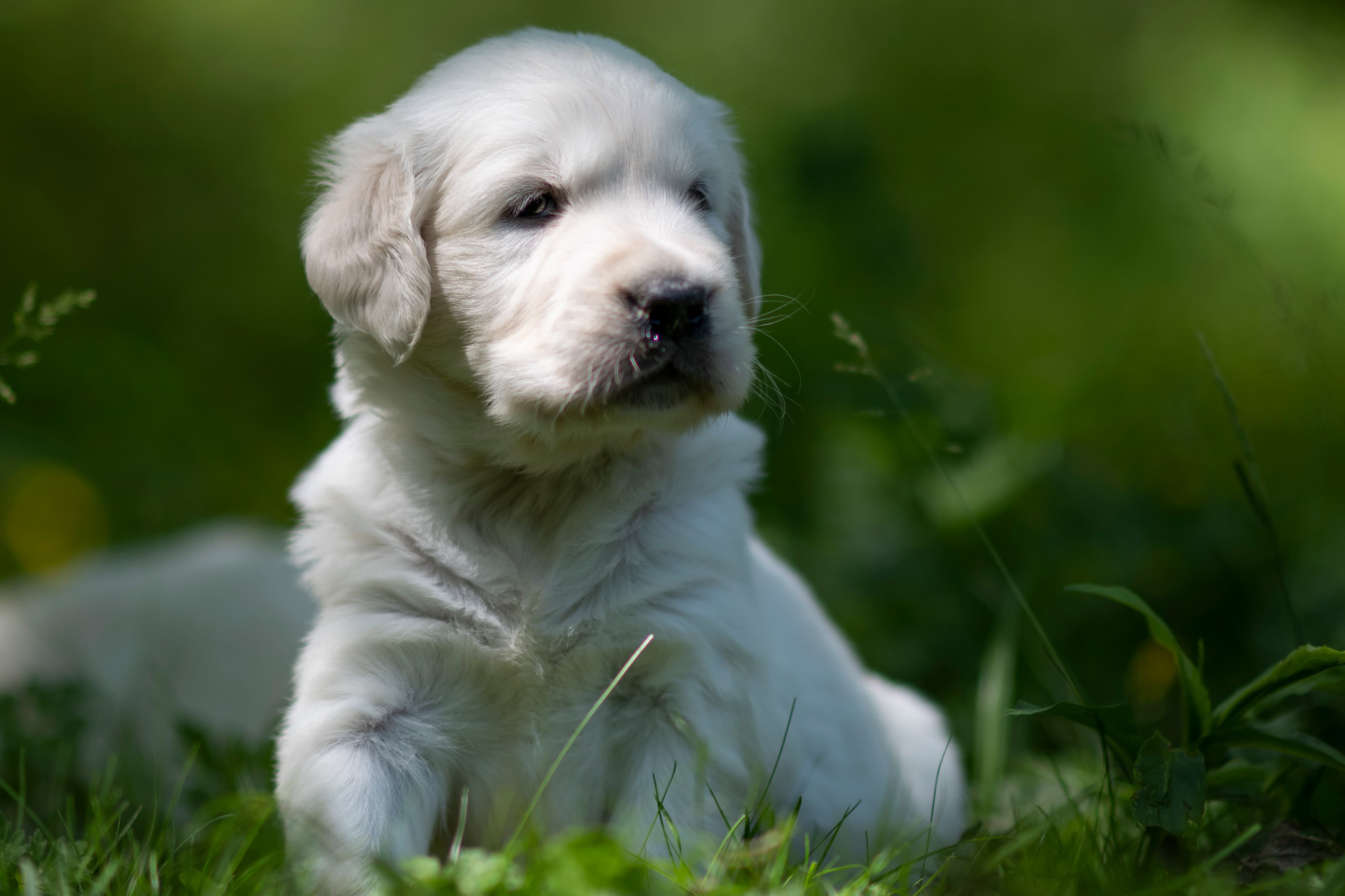 Puppies — JoJo Pups079