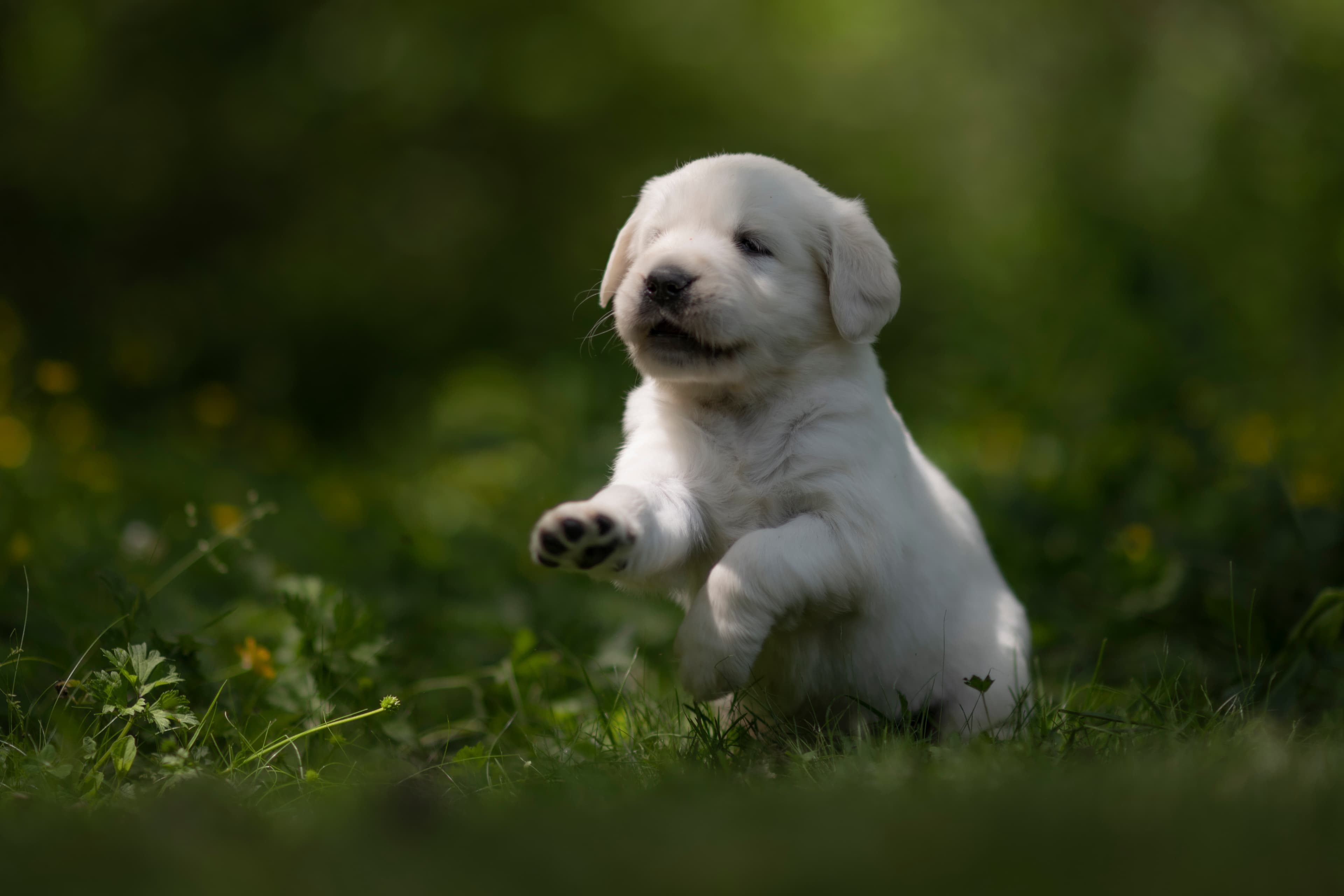 Puppies — JoJo Pups317