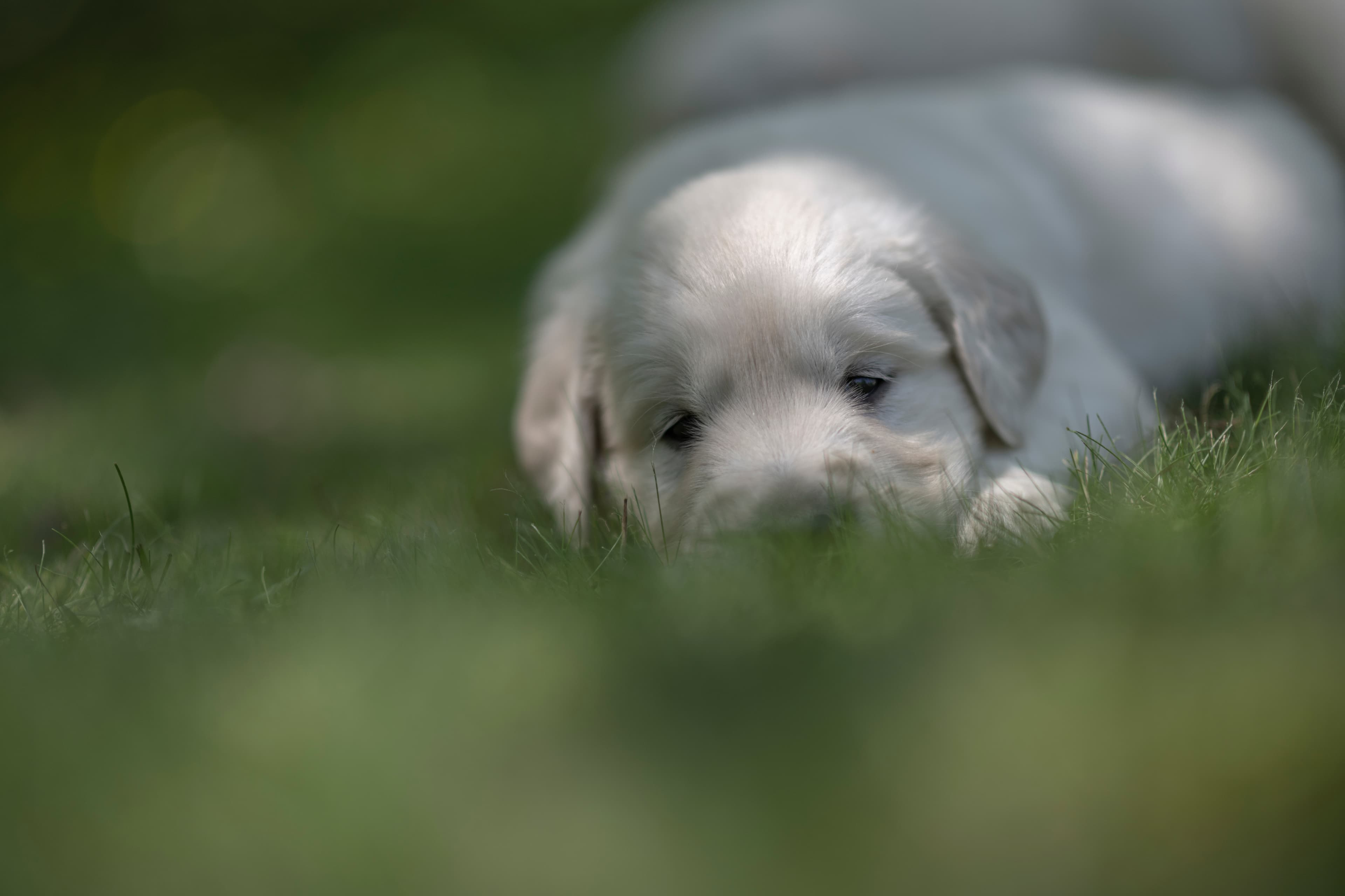 Puppies — JoJo Pups431