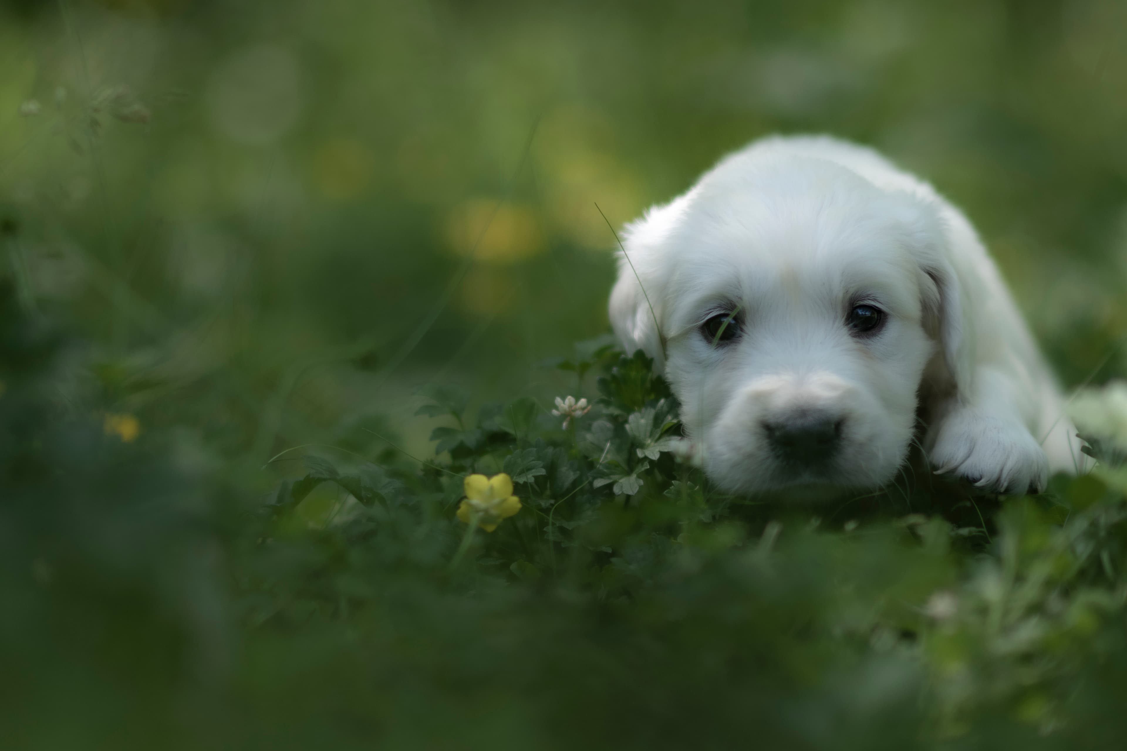 Puppies — Morgan Pups027
