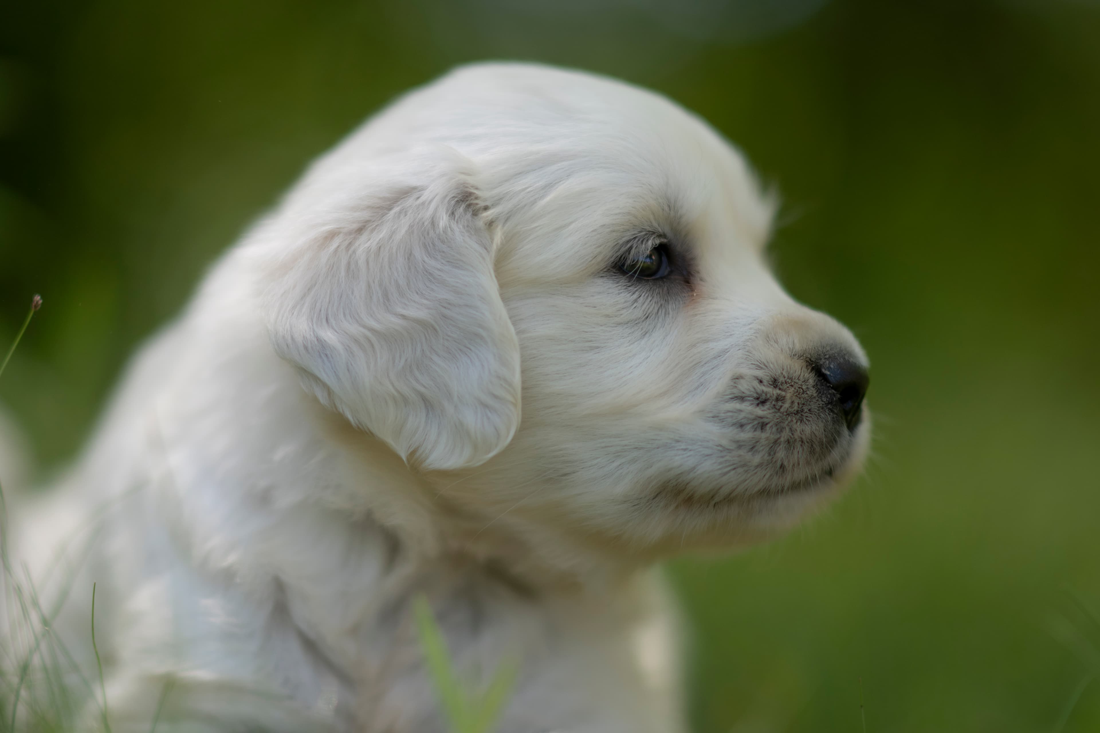 Puppies — Morgan Pups075