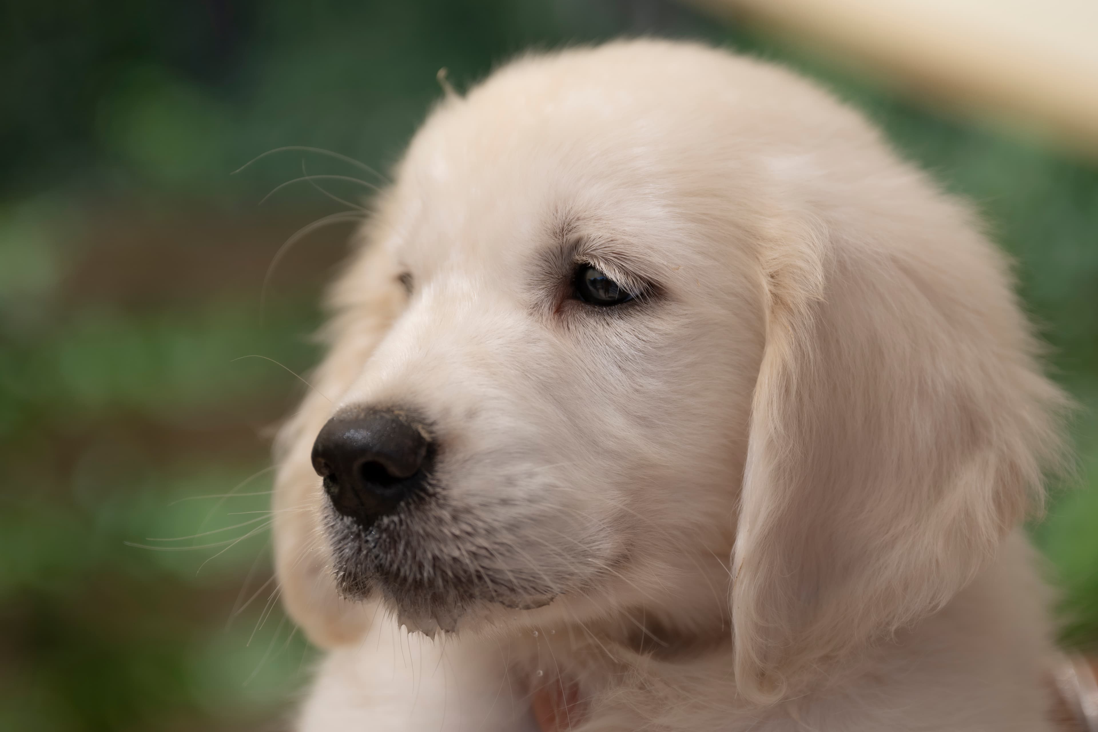 Puppies — WhitePups022