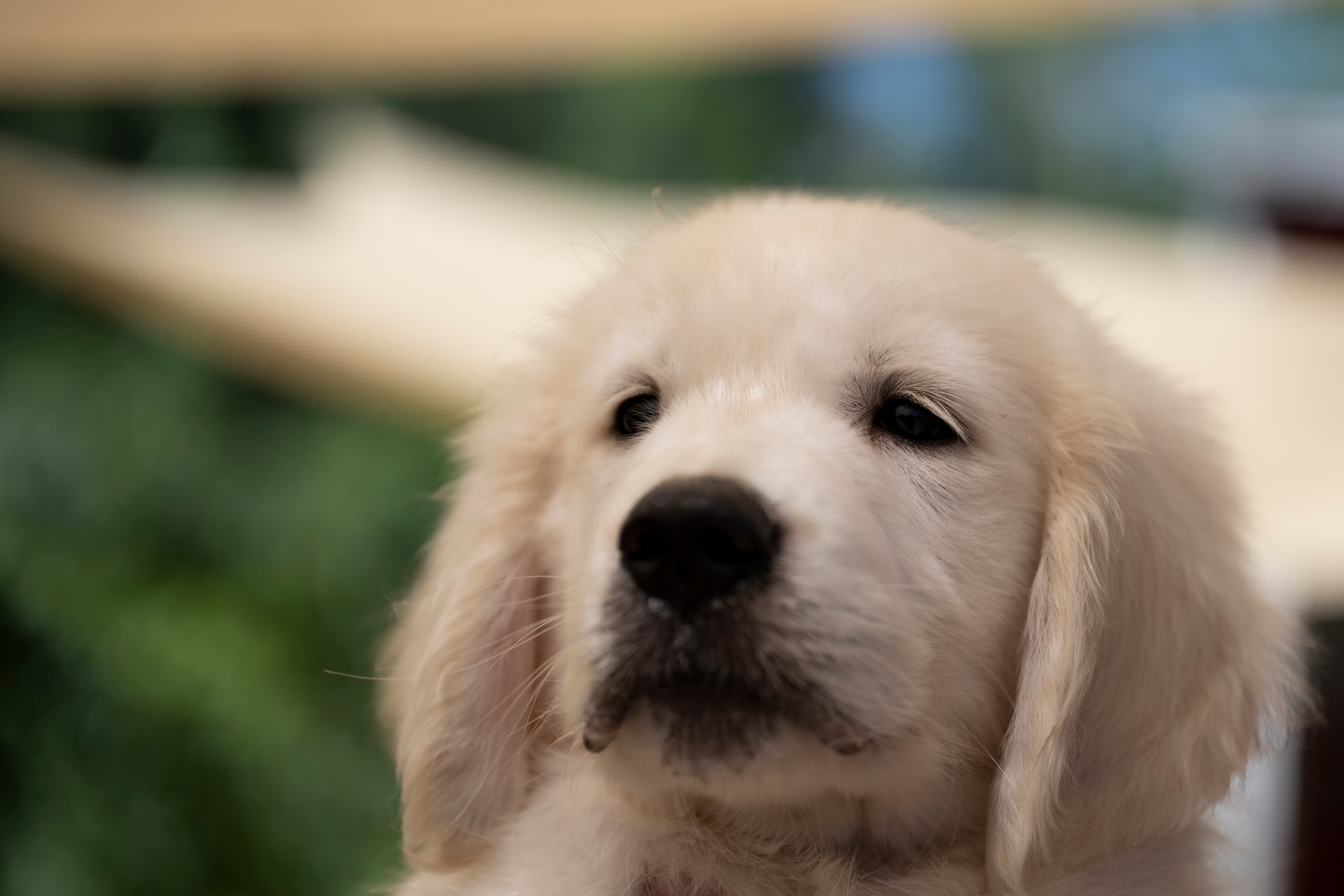 Puppies — WhitePups034