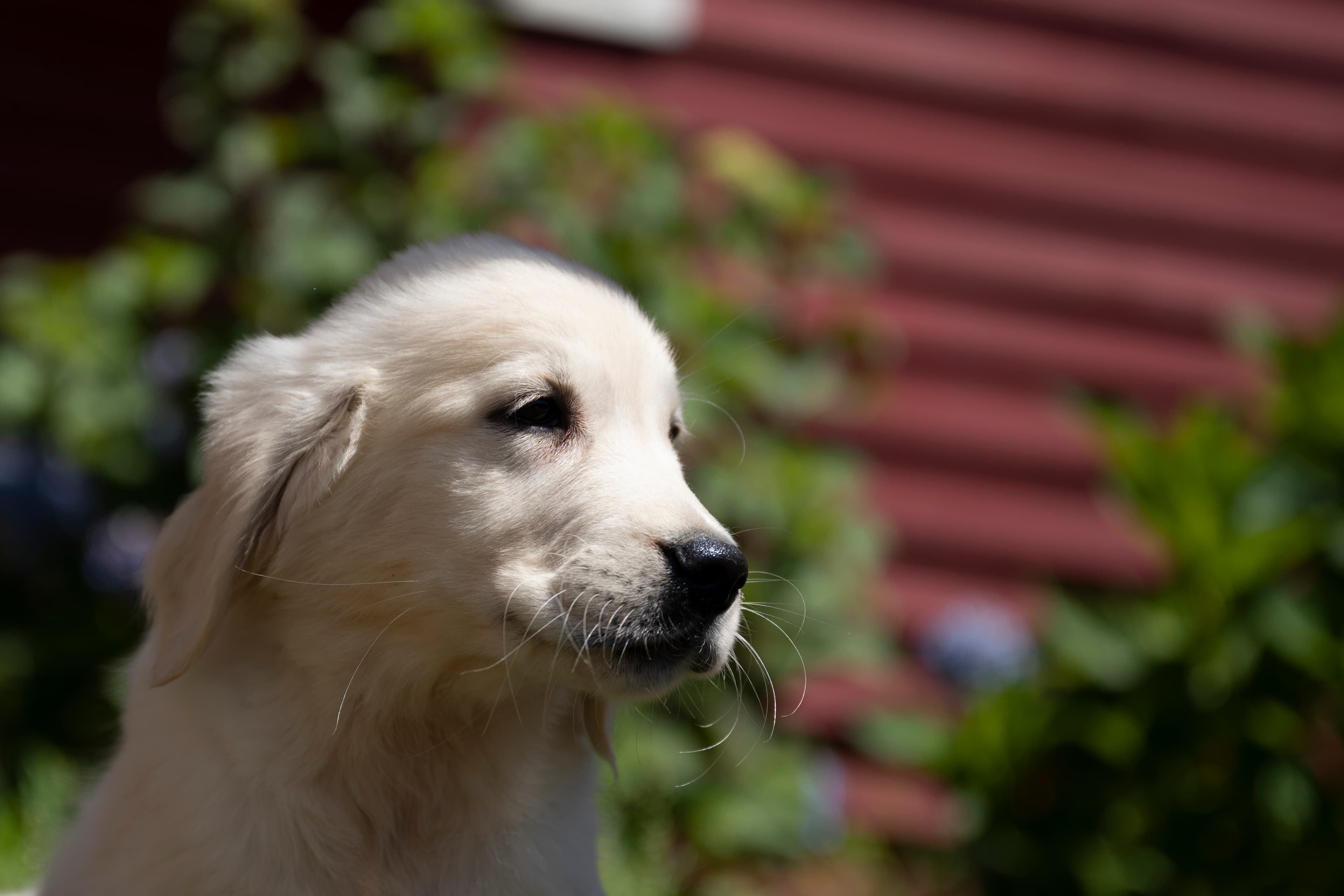 Puppies — WhitePups158