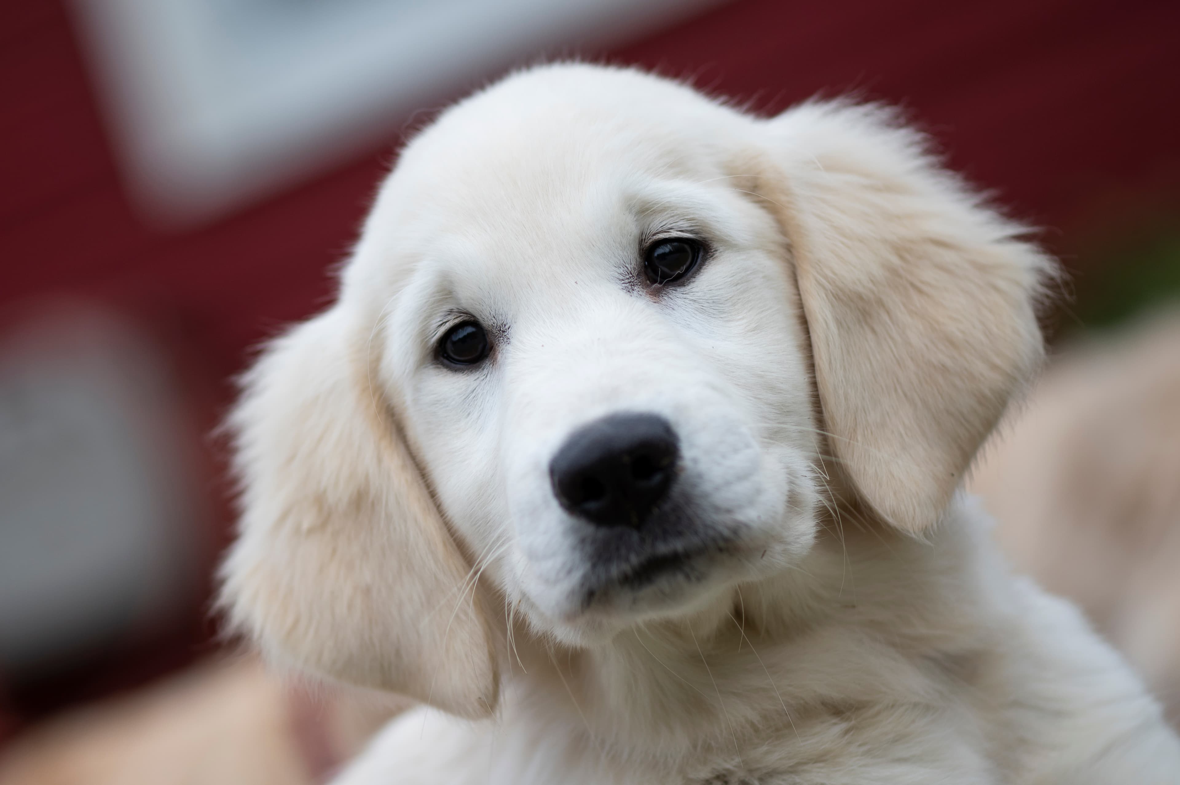 Puppies — Whites077