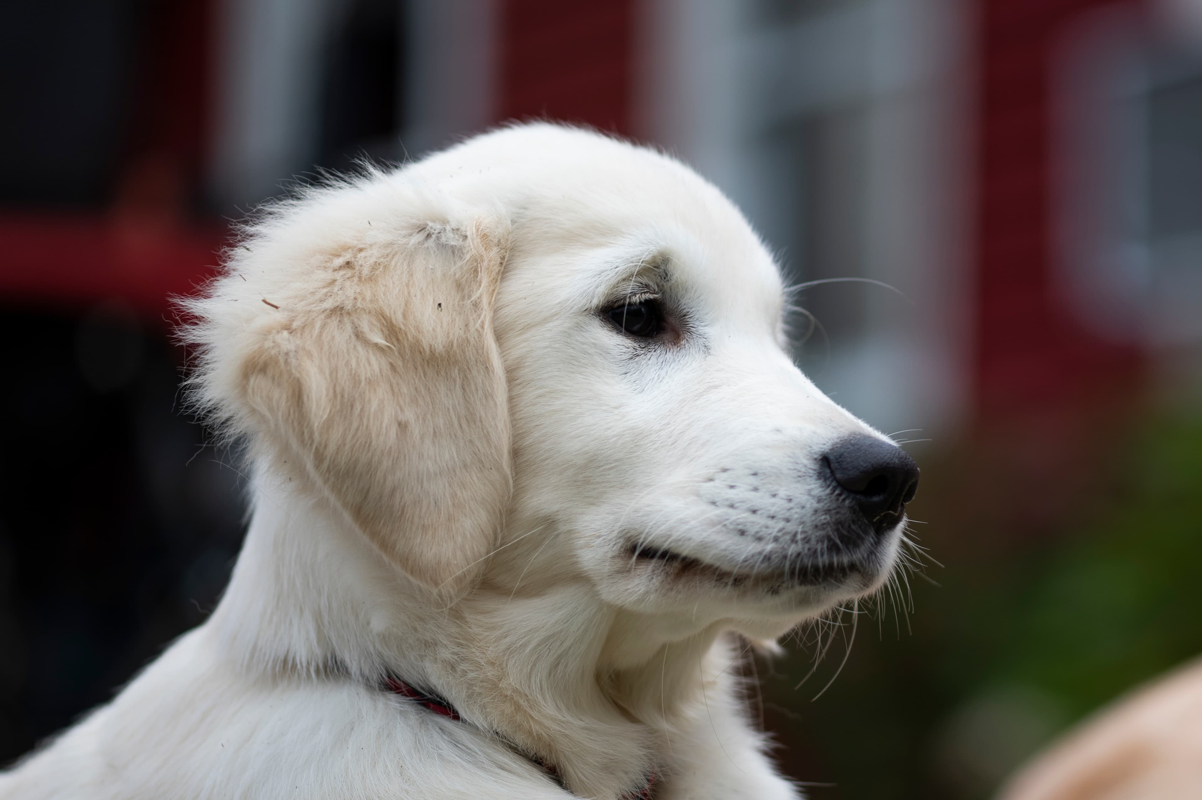 Puppies — Whites101