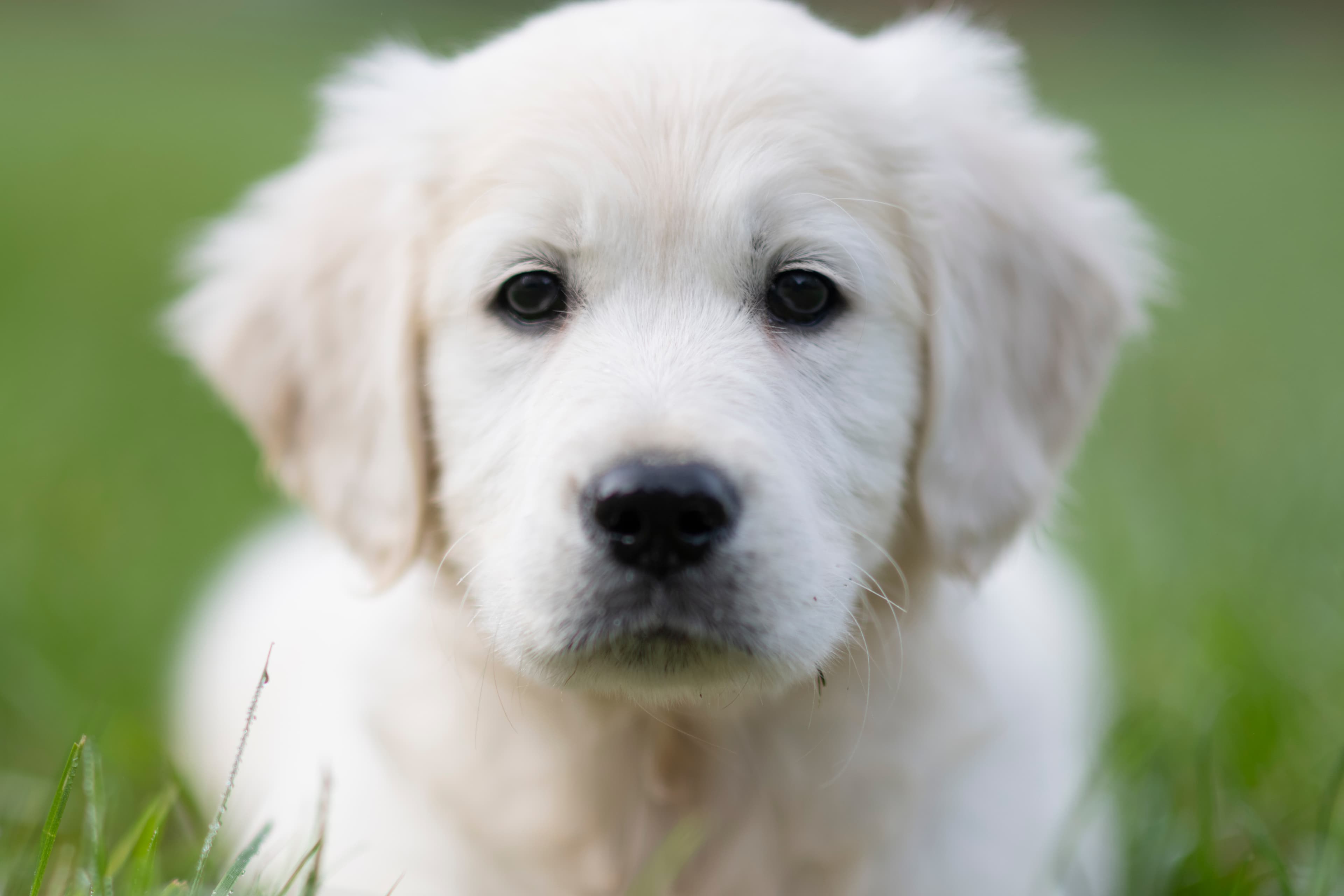 Puppies — WhitePups006