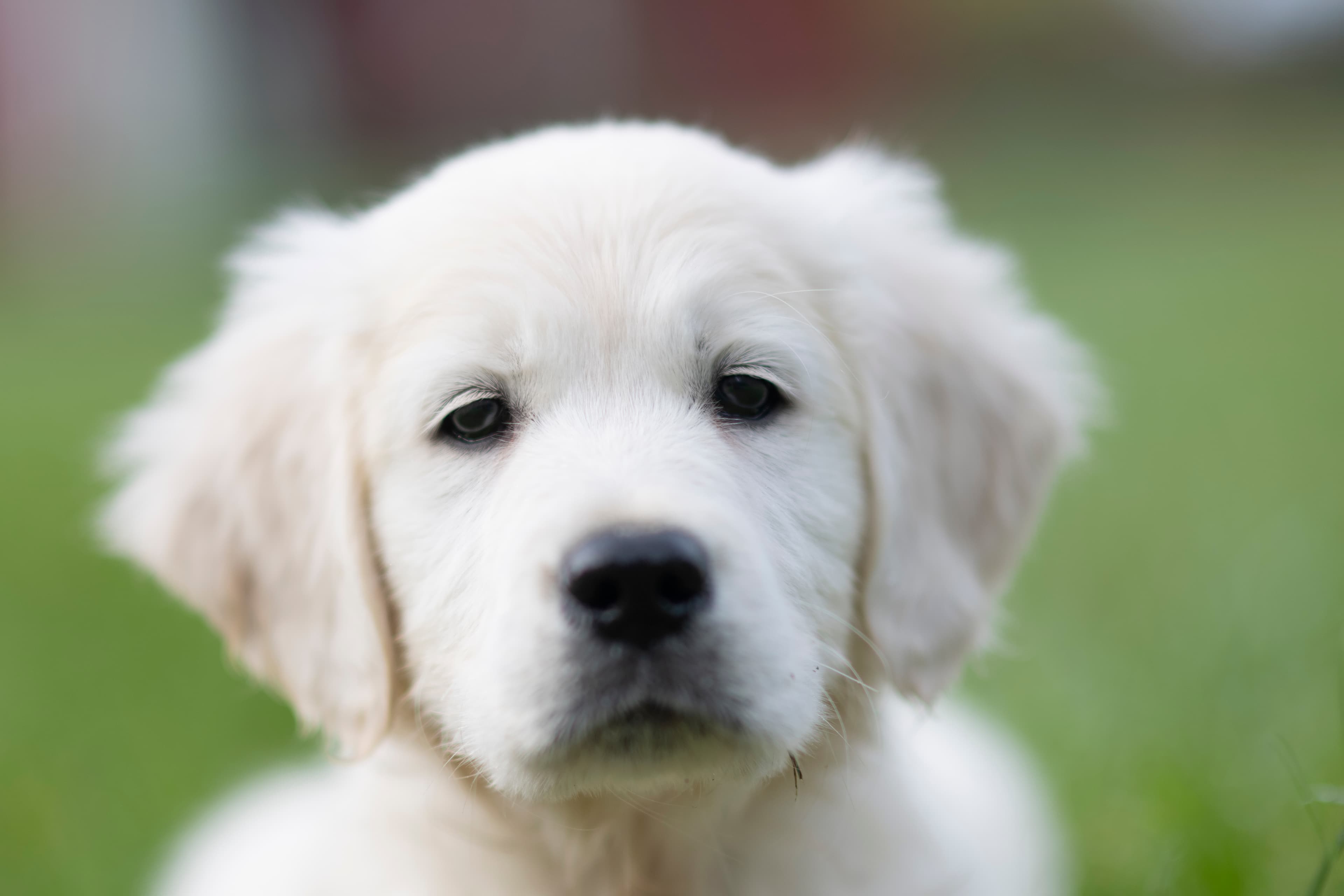 Puppies — WhitePups010