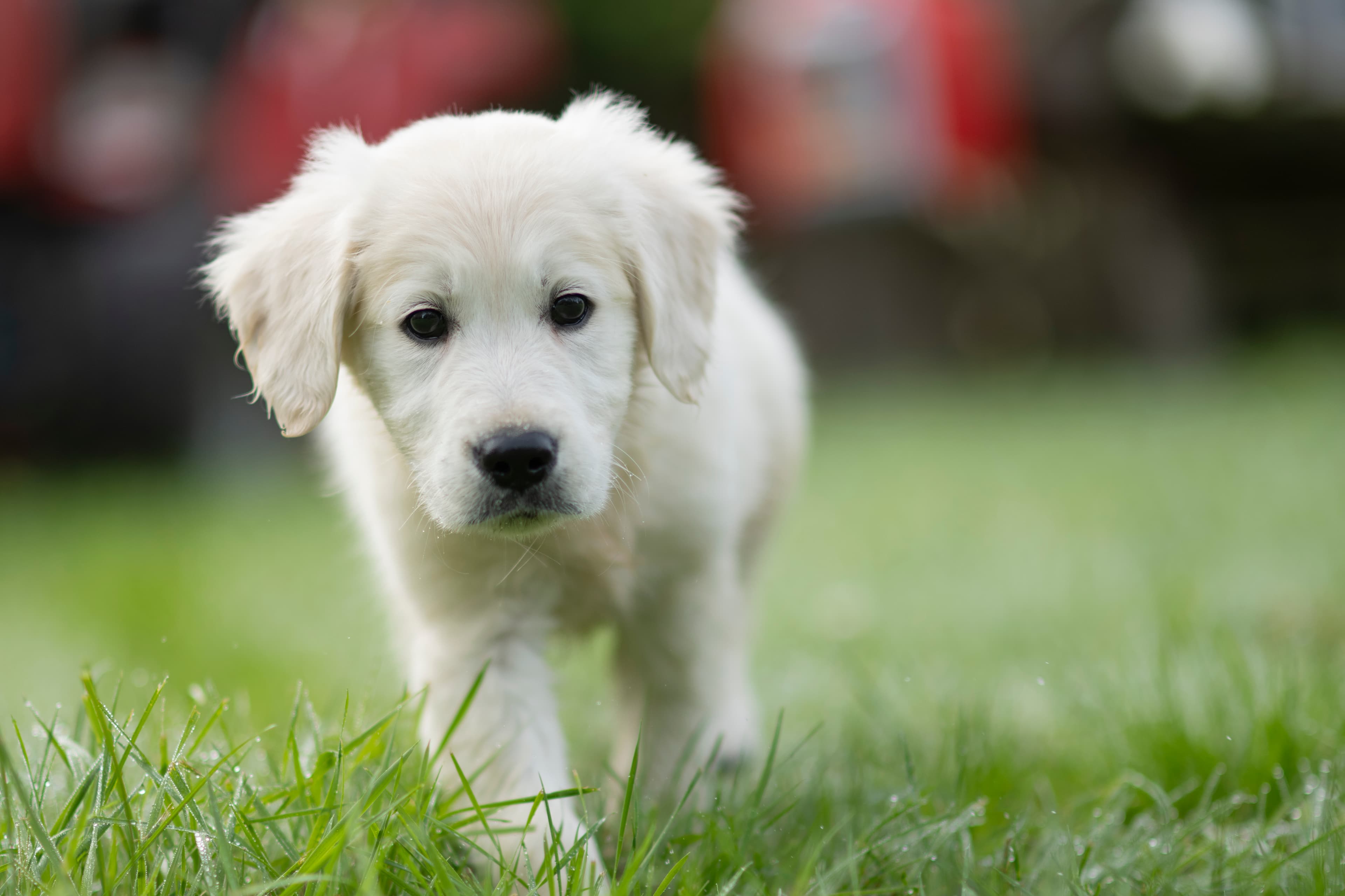 Puppies — WhitePups044