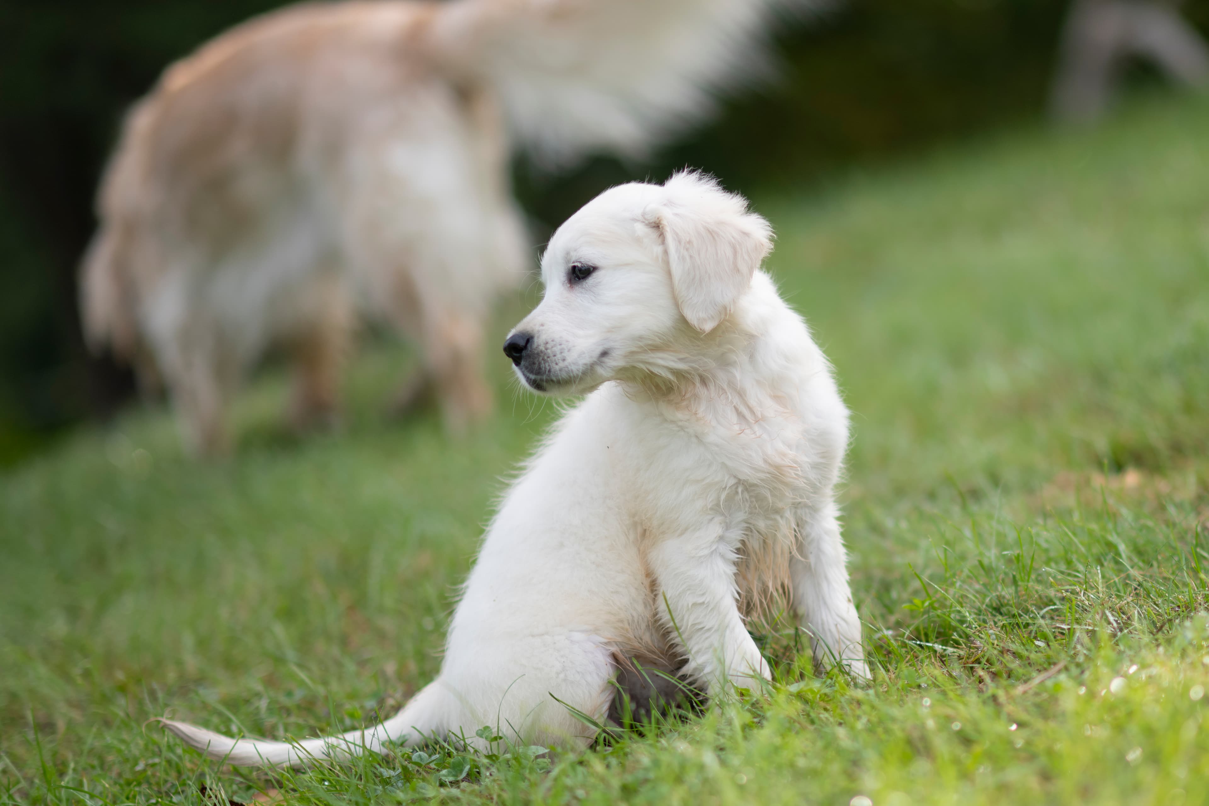 Puppies — WhitePups108