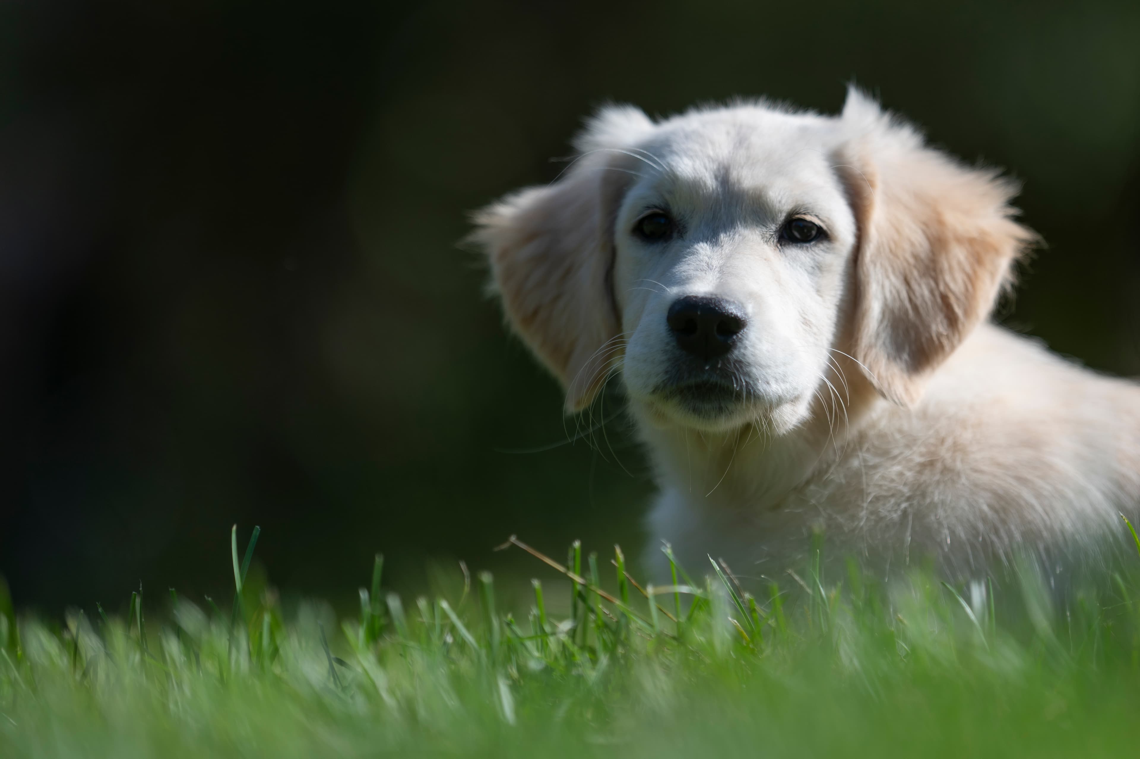 Puppies — Group061
