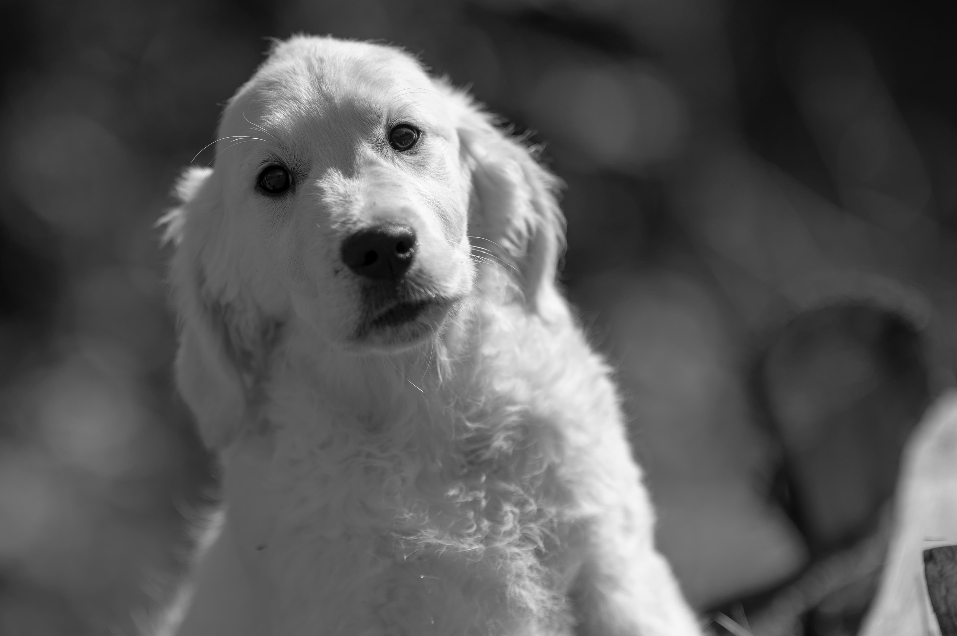 Puppies — Group096