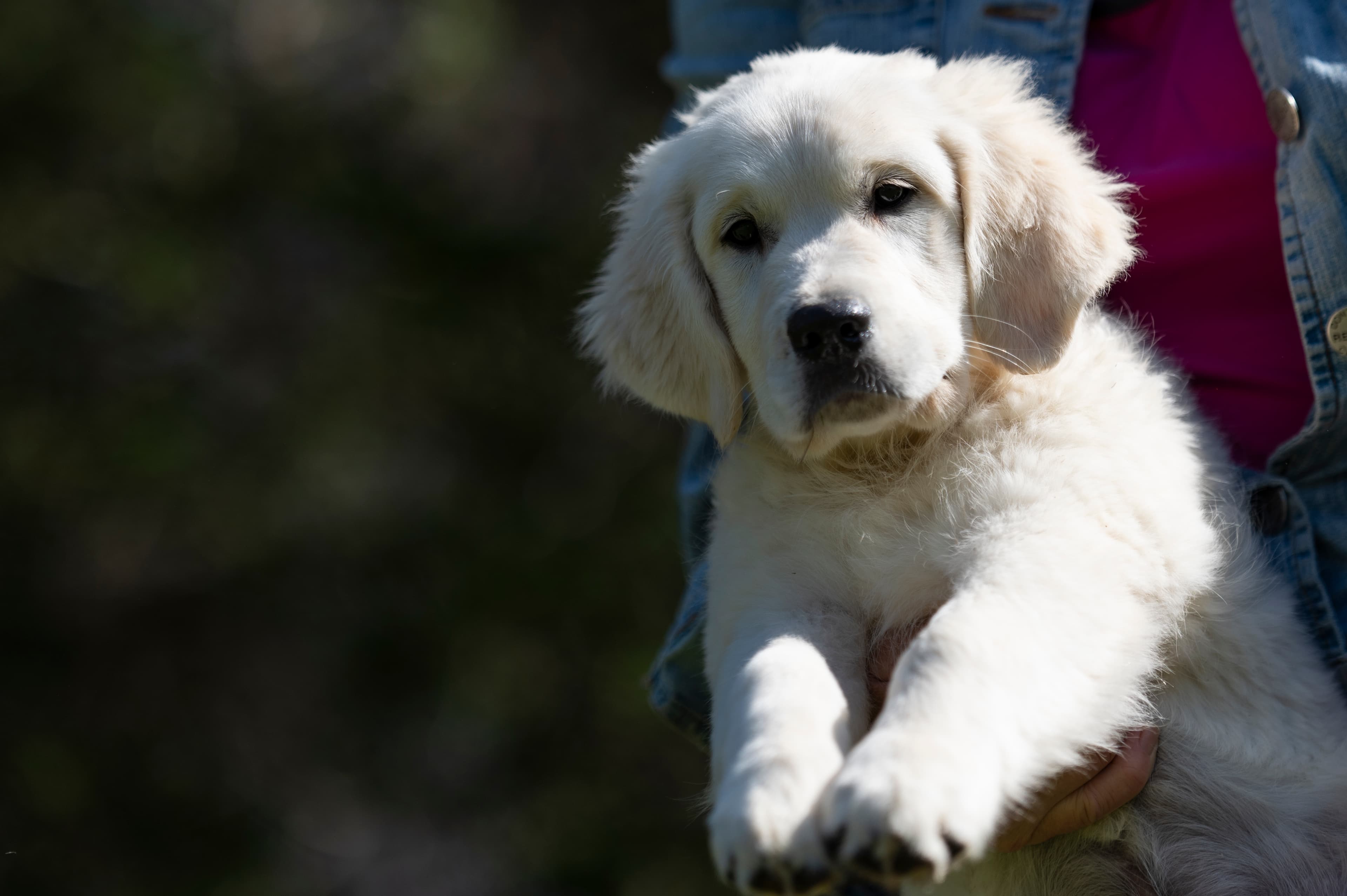 Puppies — Group145