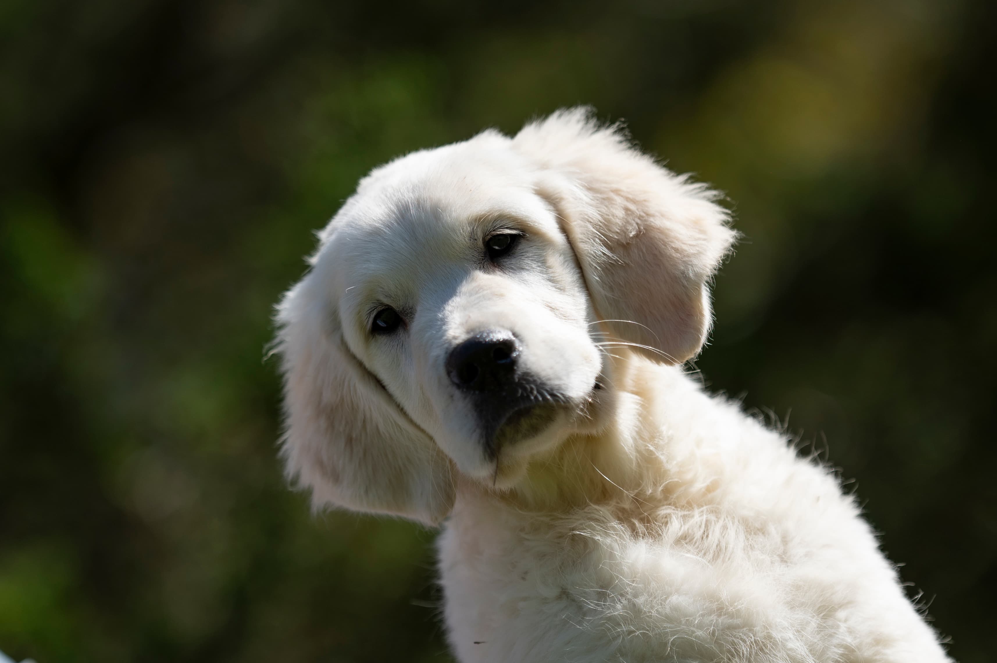 Puppies — Group163