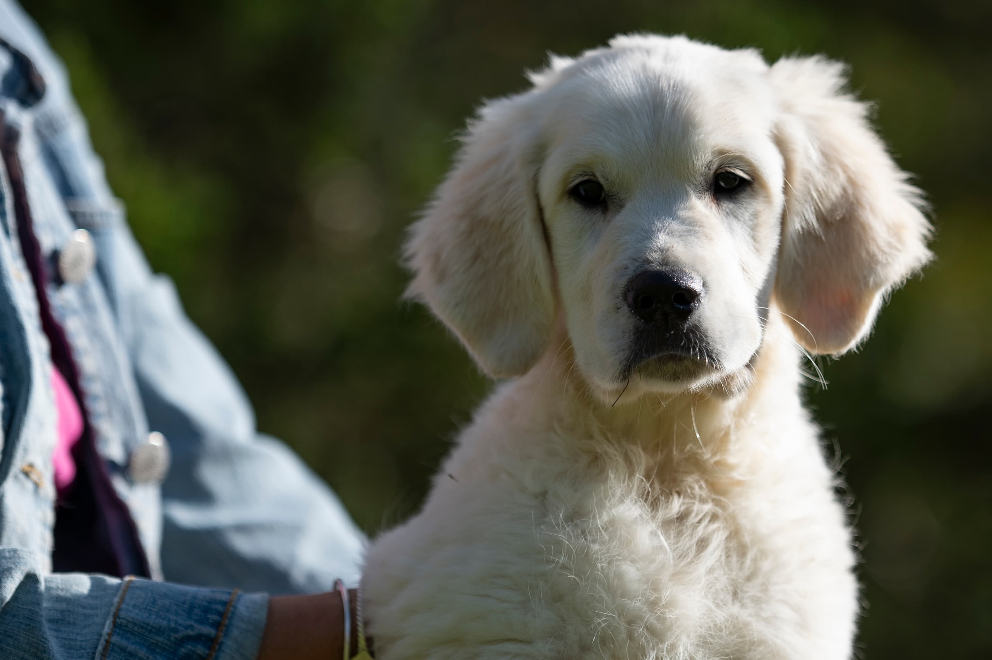 Puppies — Group182