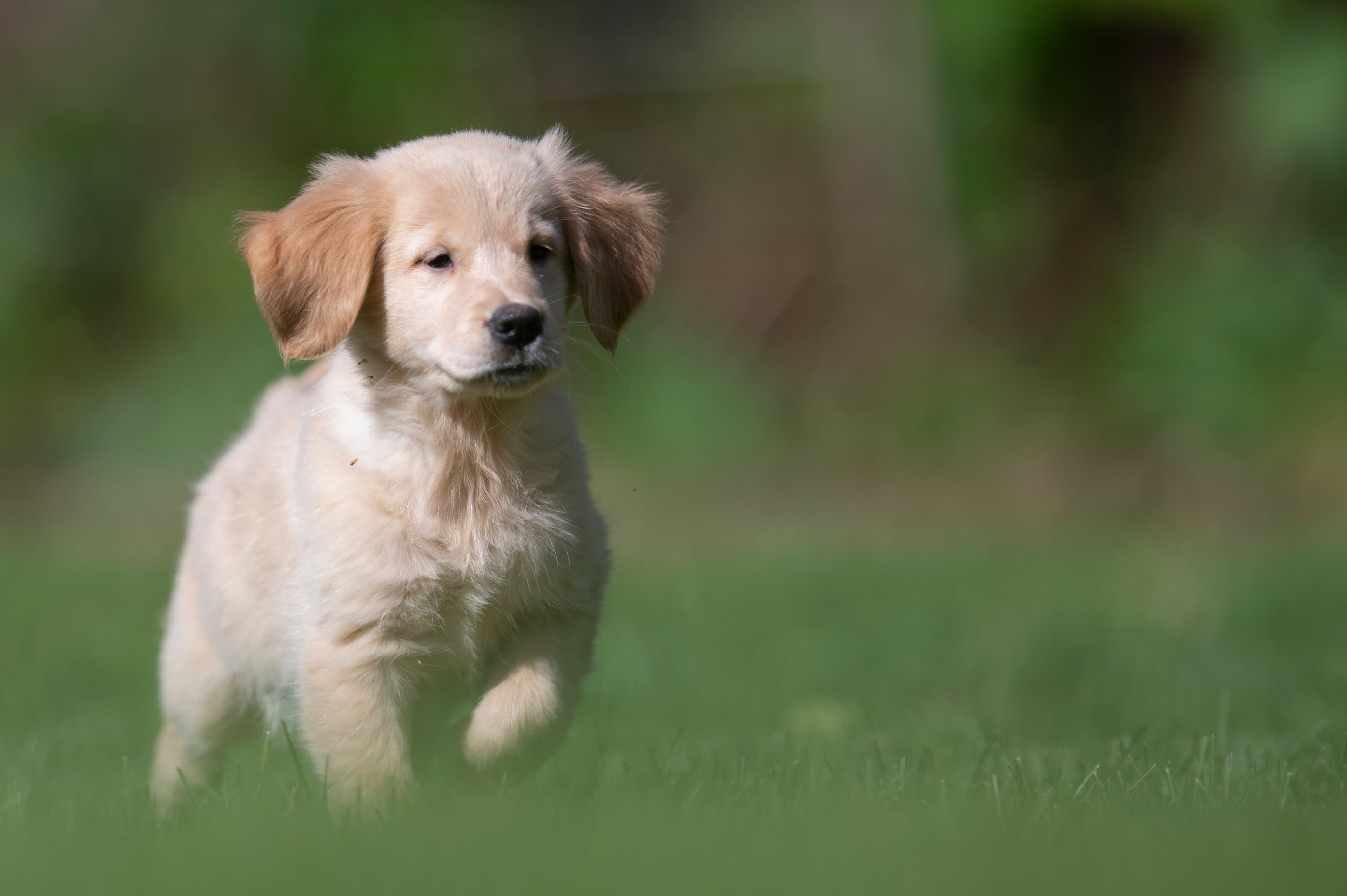Puppies — Group236