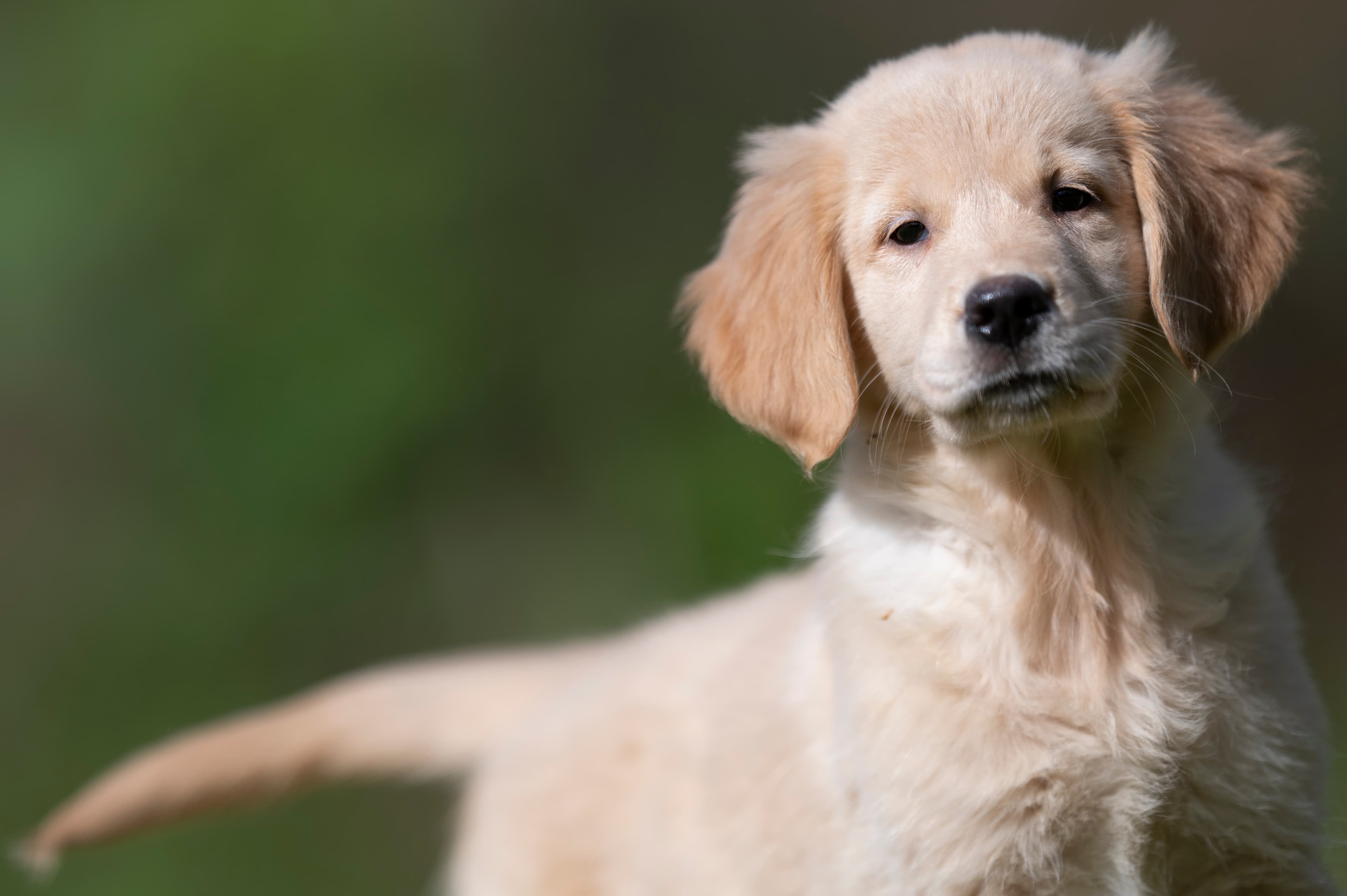 Puppies — Group335