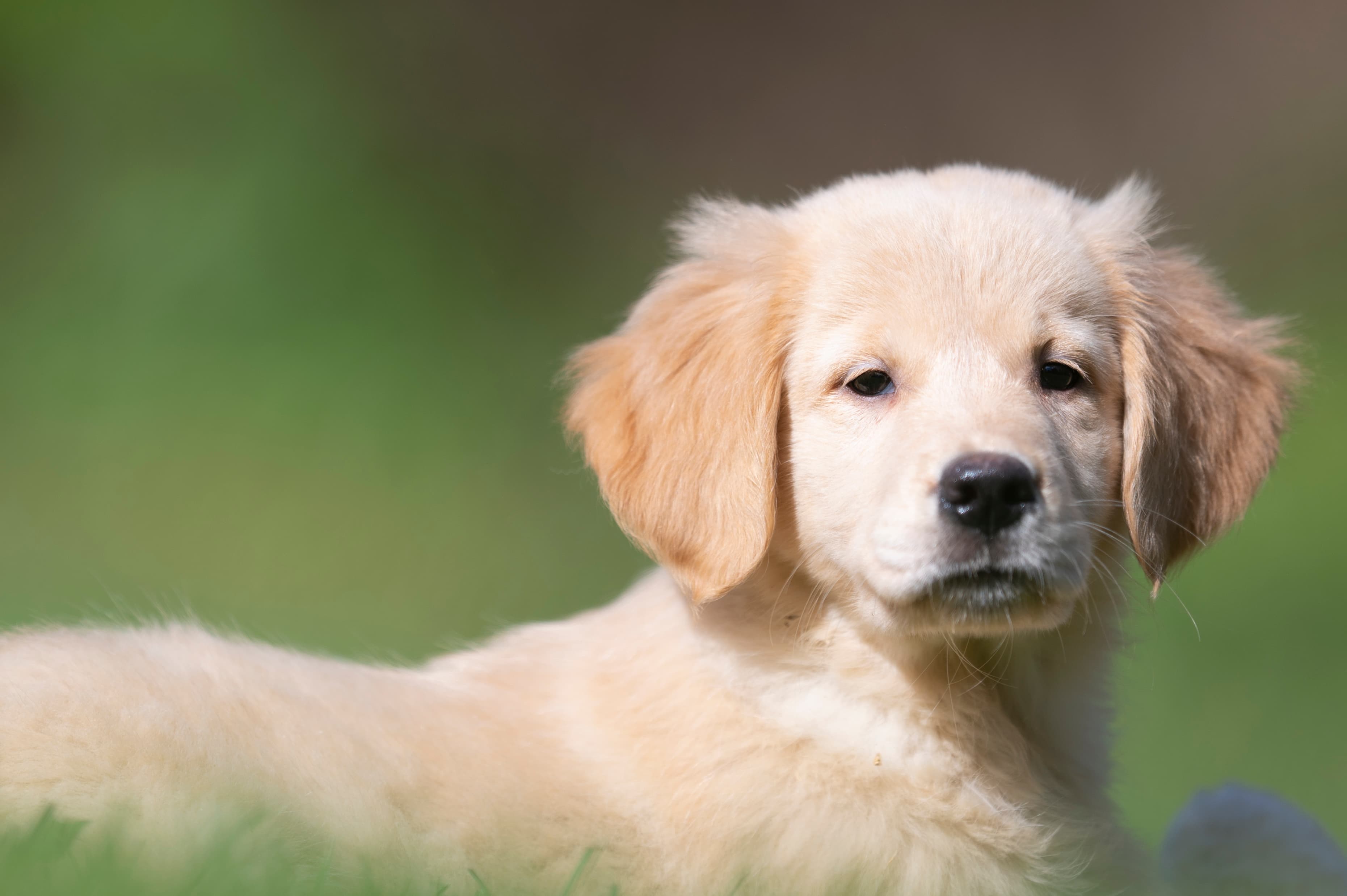 Puppies — Group351