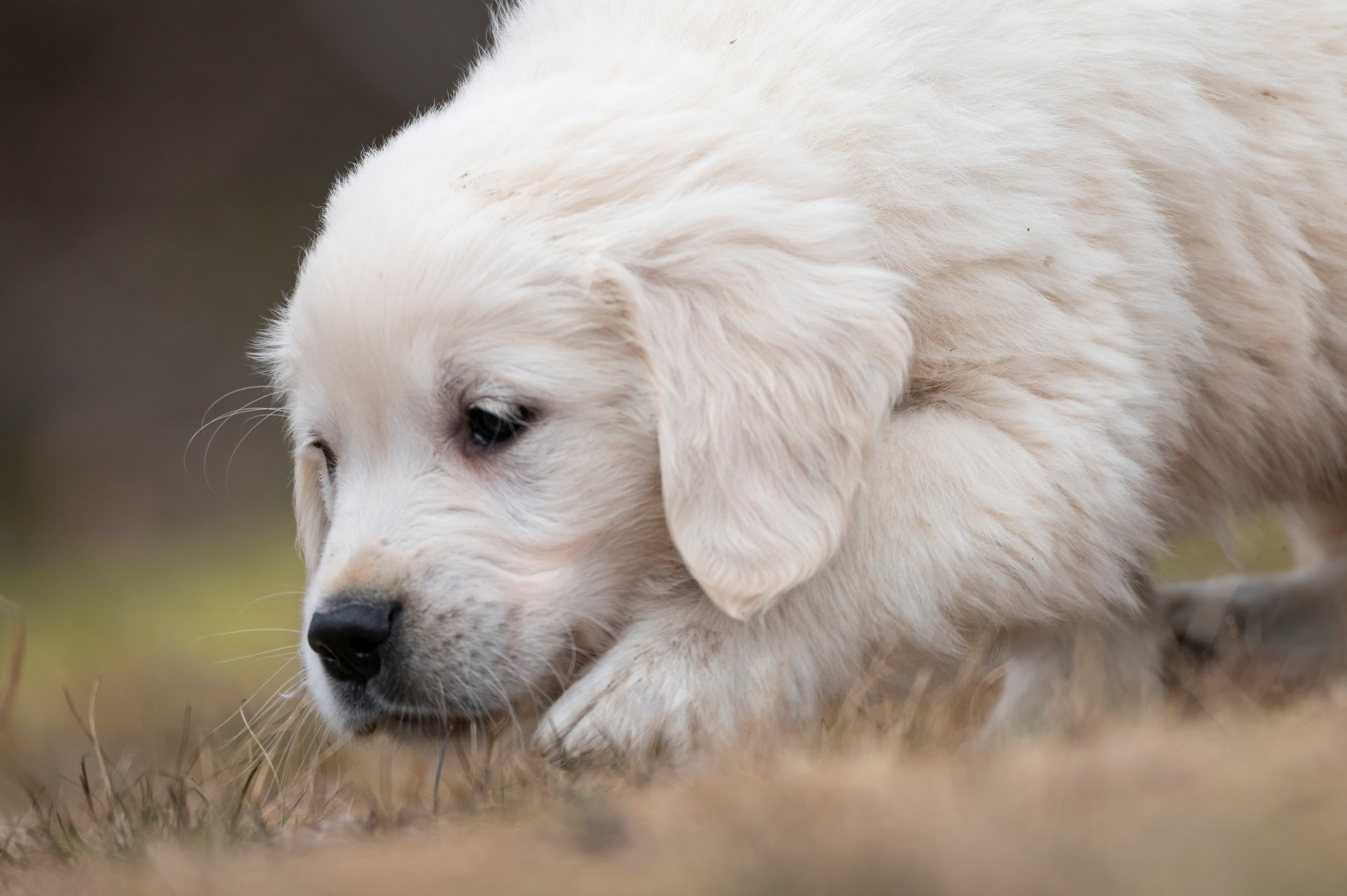 Puppies — Whites1