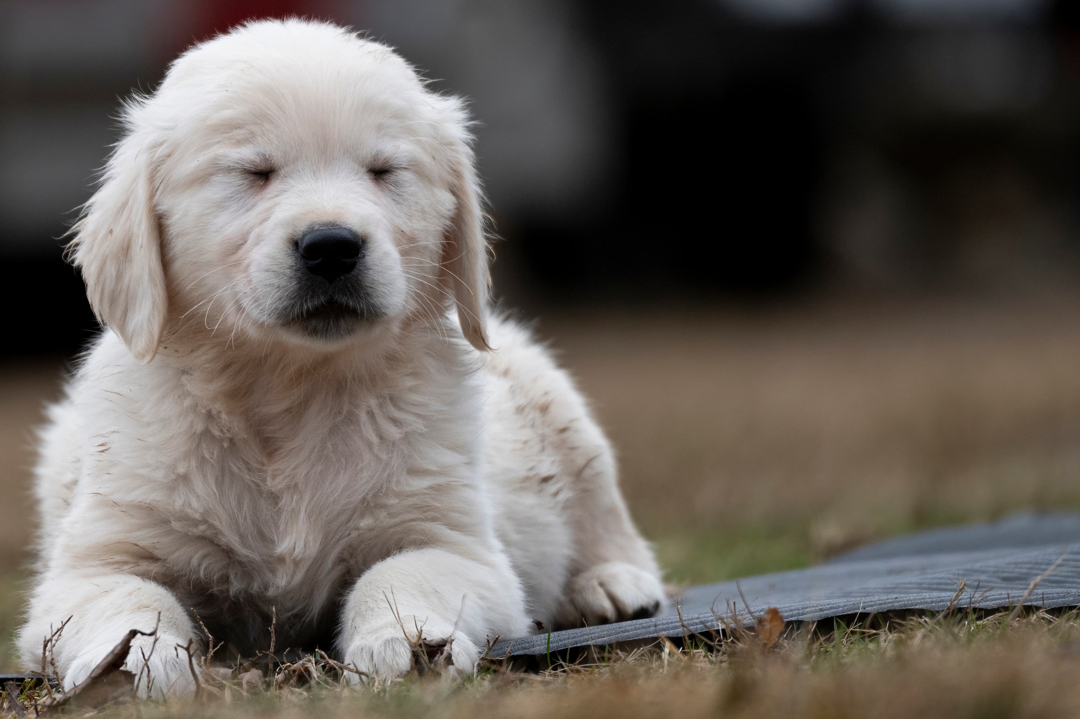 Puppies — Whites2