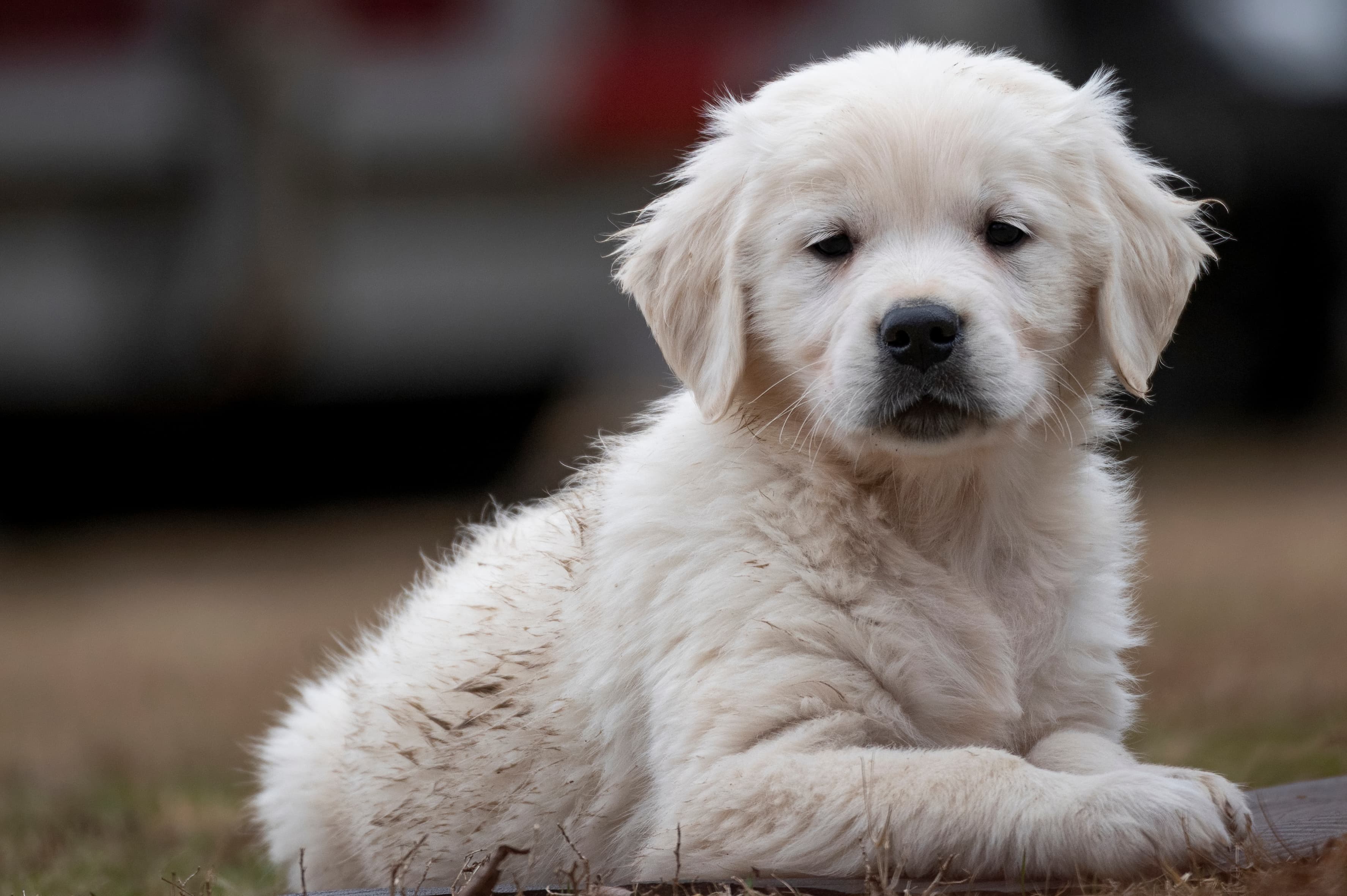 Puppies — Whites3