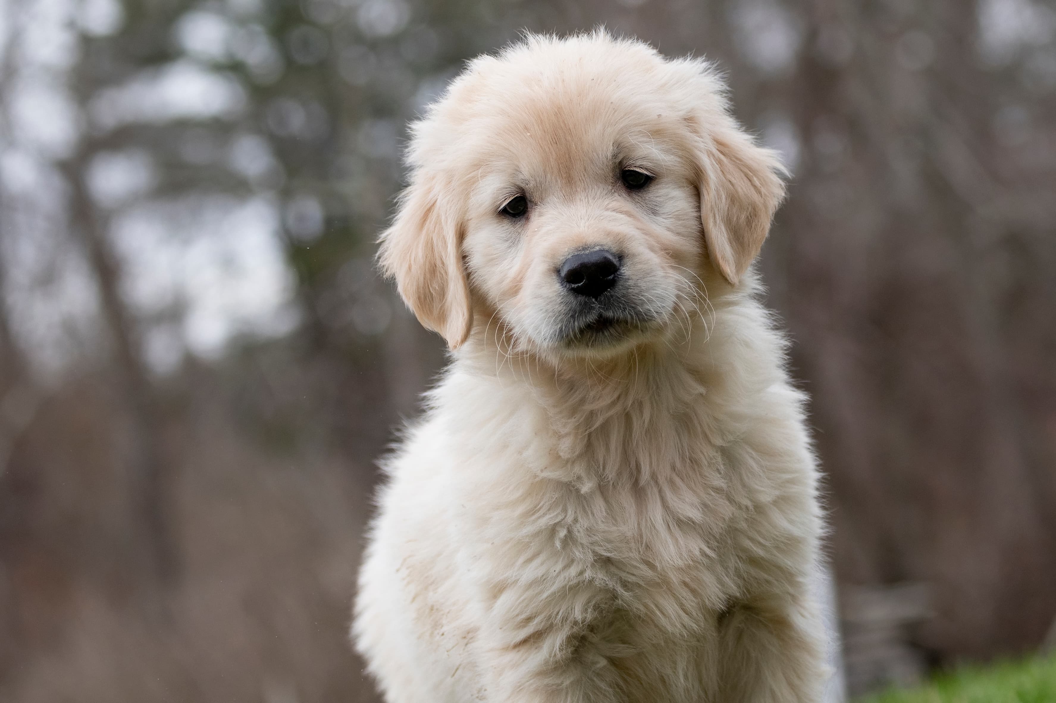 Puppies — Whites4