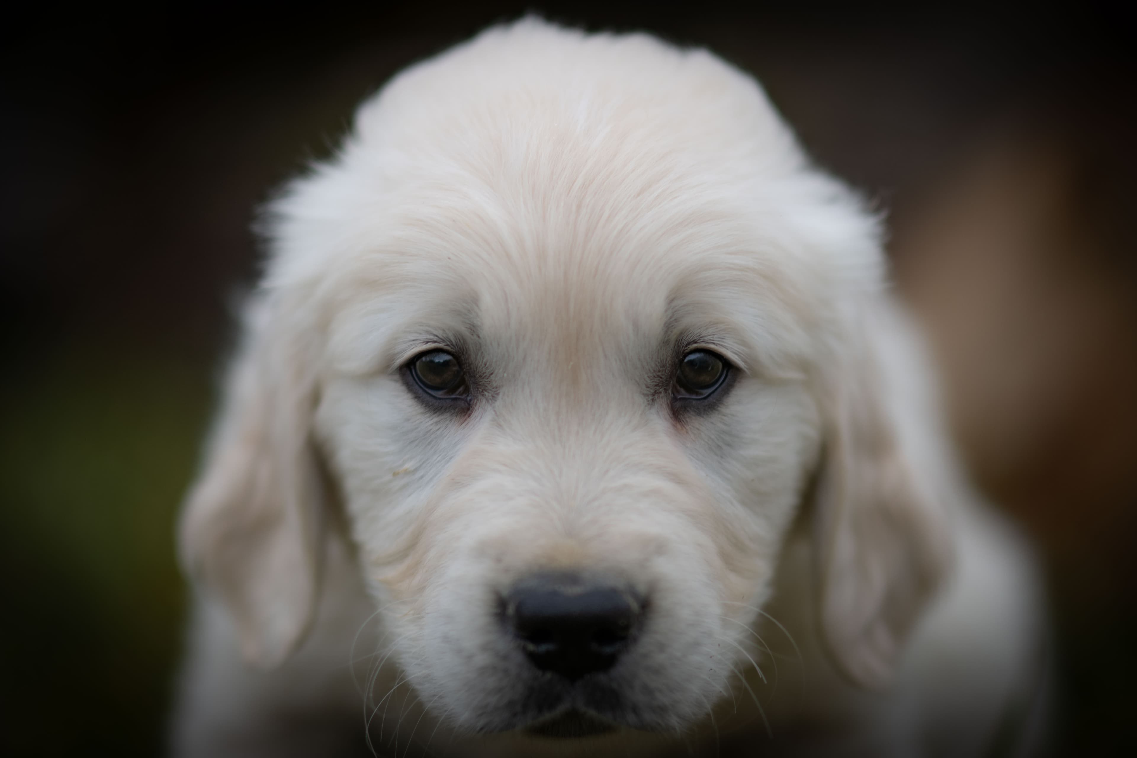 Puppies — DukeSally3 white042