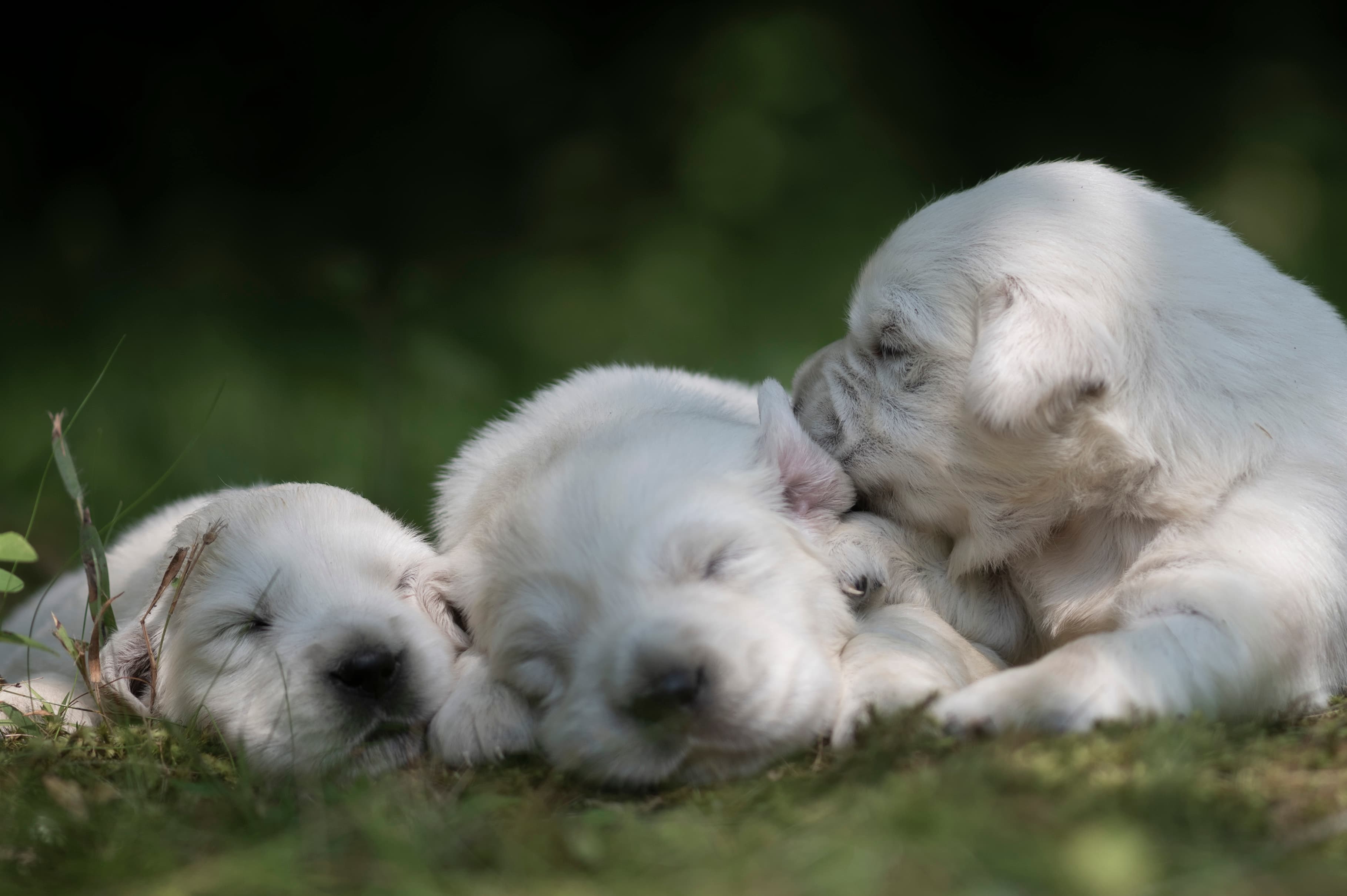 Puppies — 99