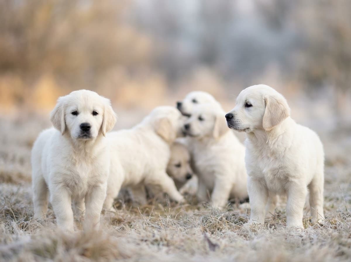 Puppies — EnglishCreamJBVrTu75Litter6