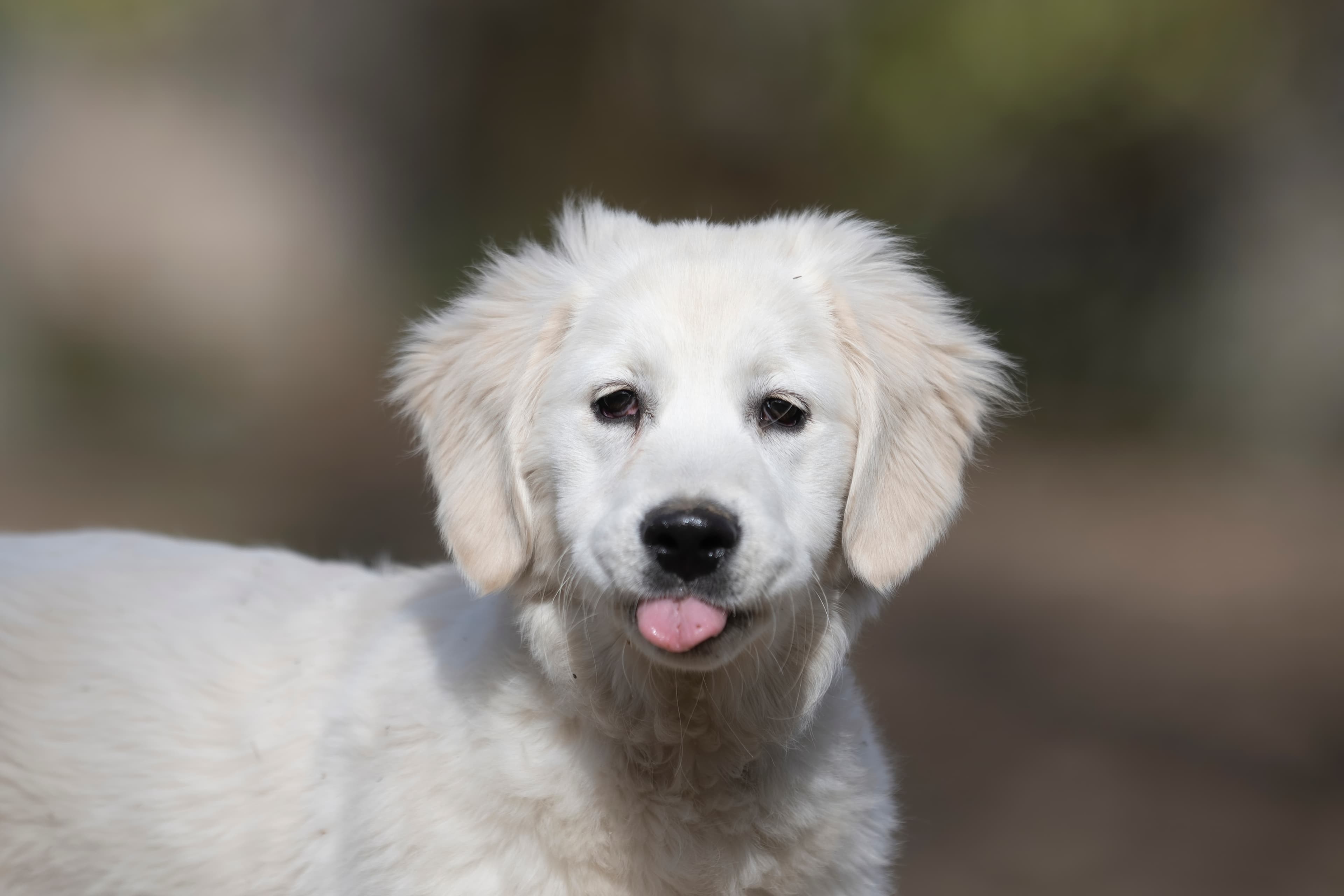 Puppies — SUPERSTYLE0104