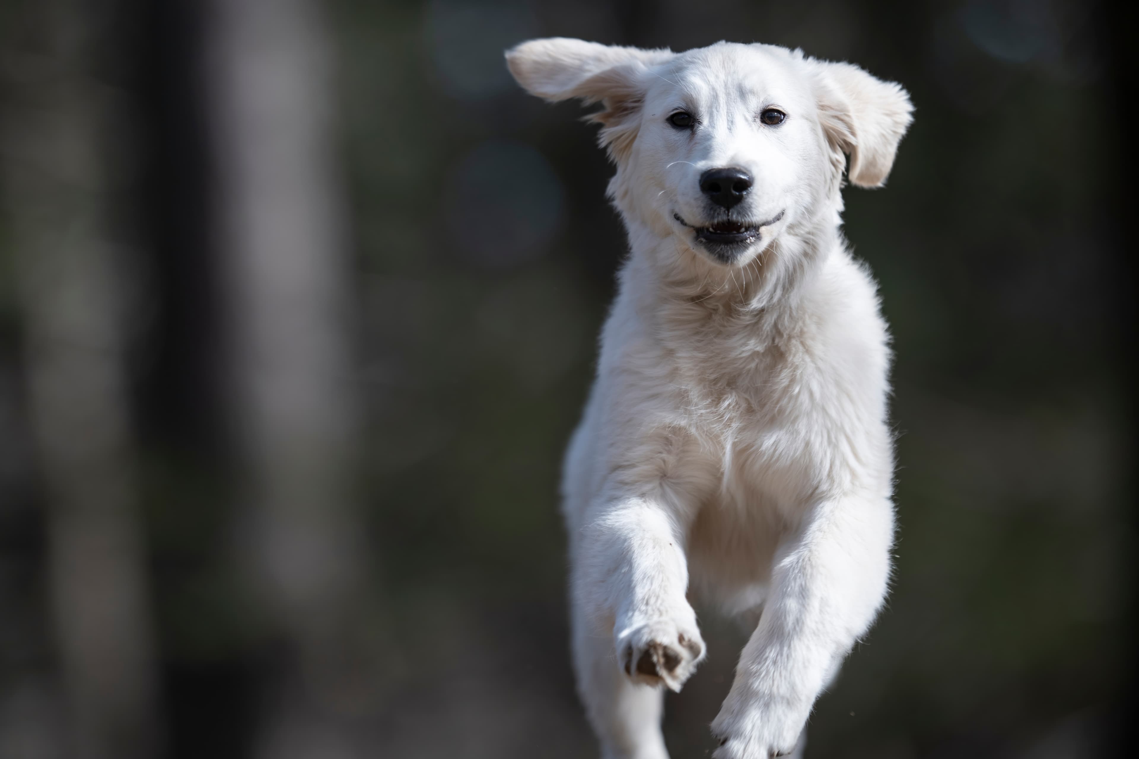 Puppies — SUPERSTYLE0105