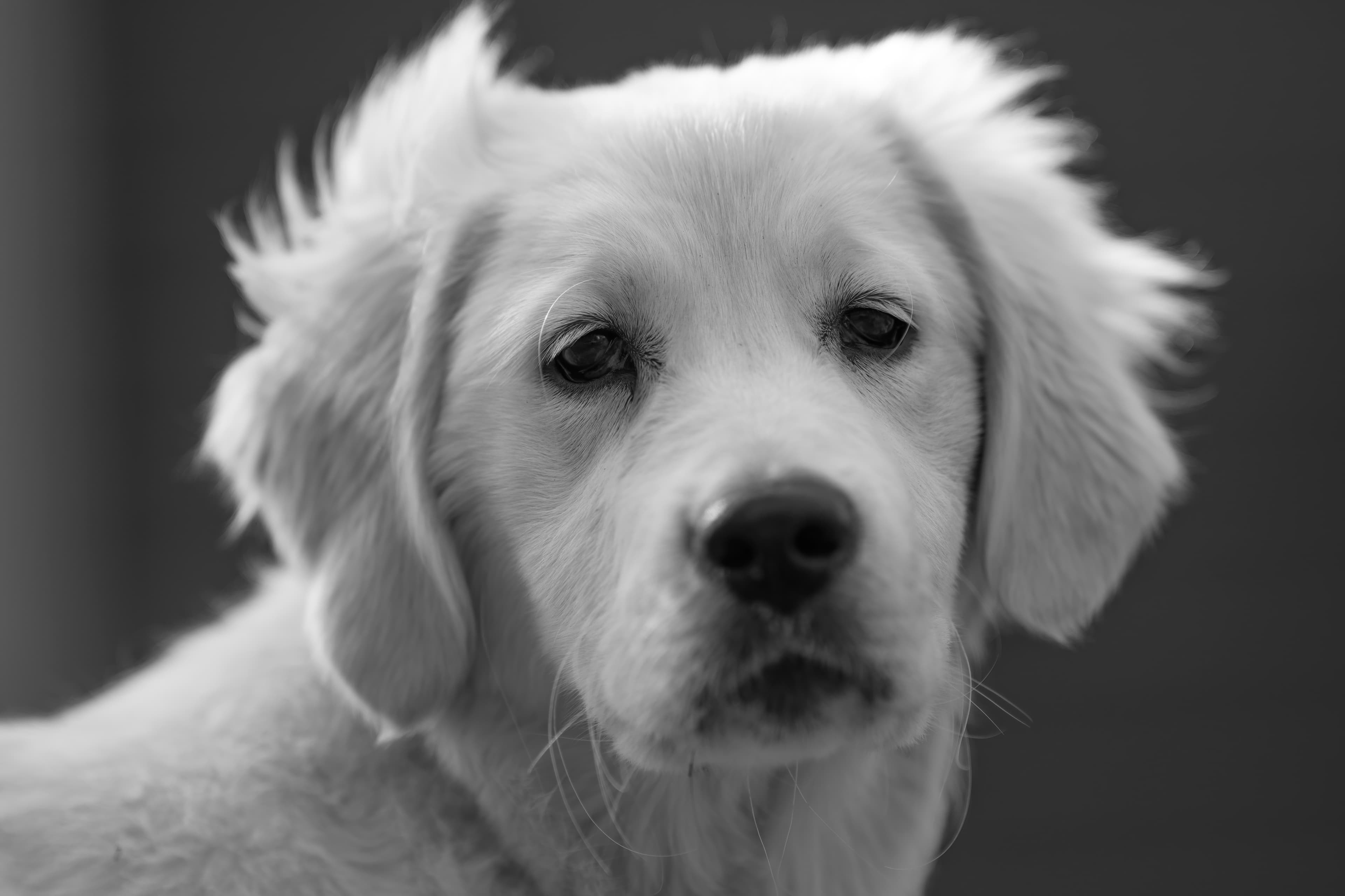 Puppies — SUPERSTYLE0106