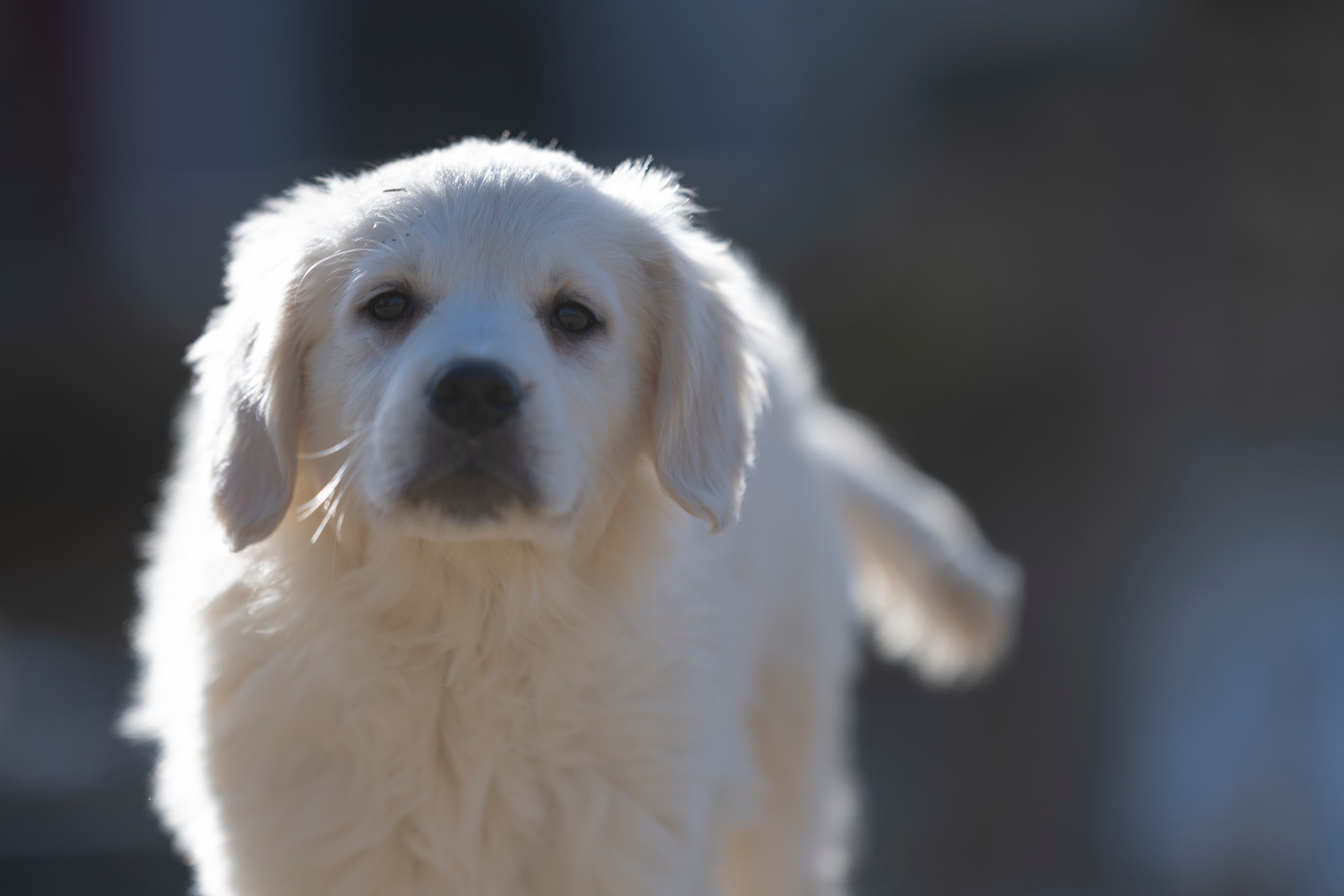 Puppies — SUPERSTYLE01200mm148