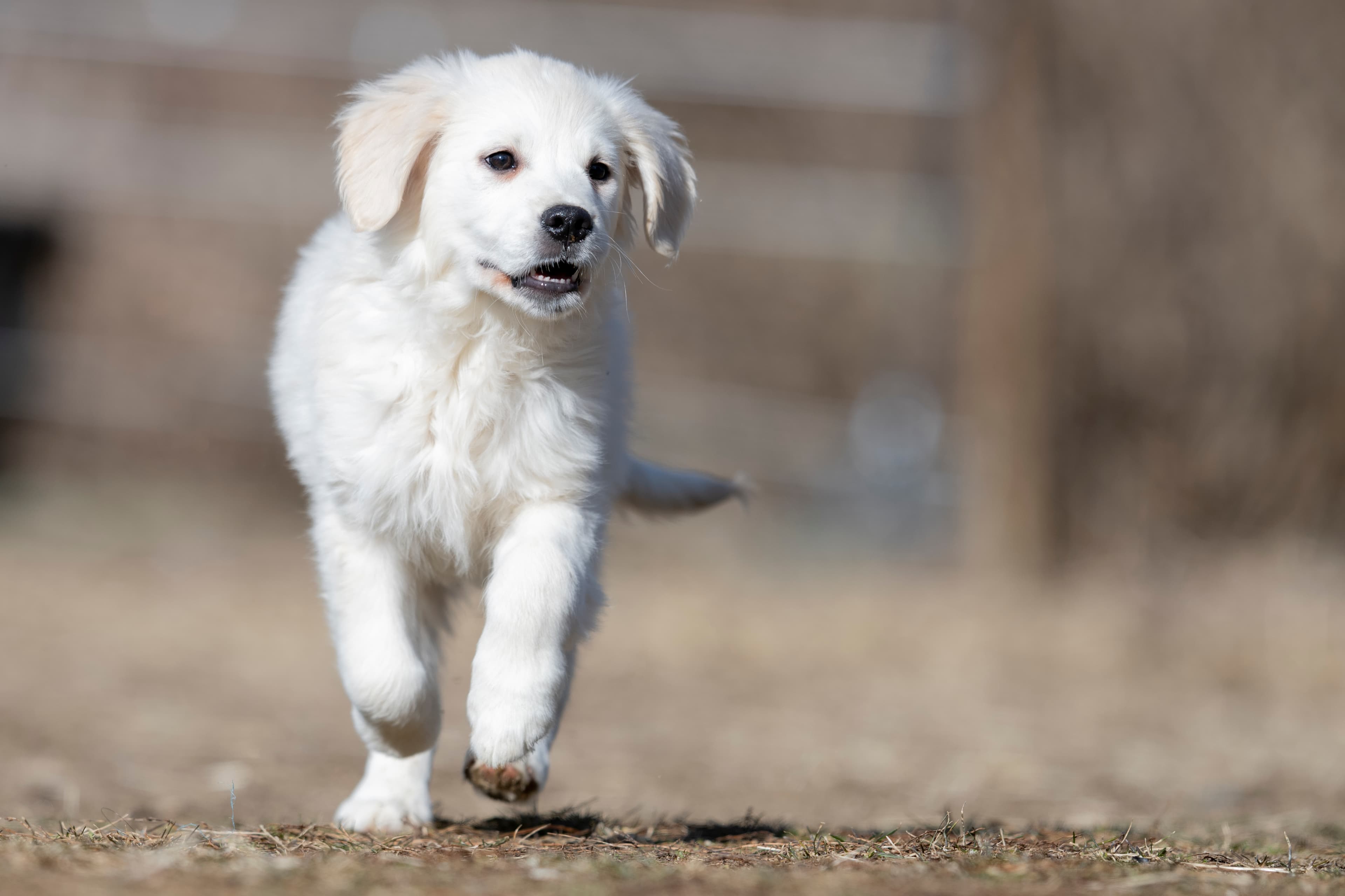 Puppies — SUPERSTYLE01200mm258