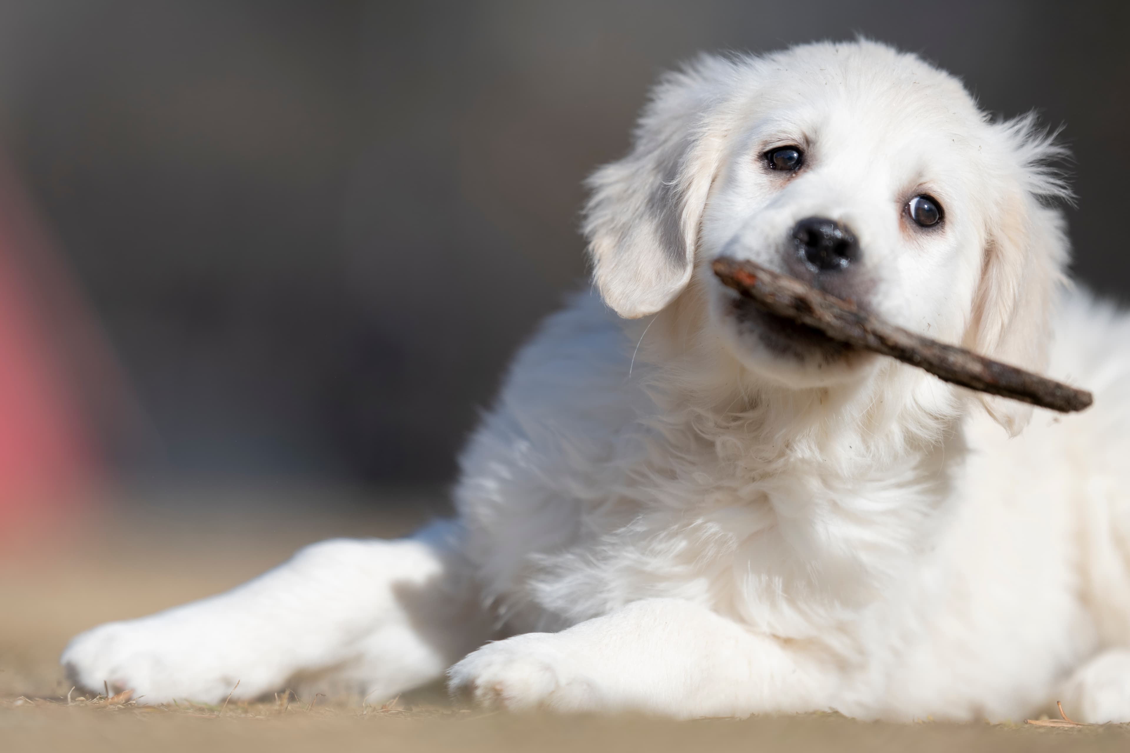 Puppies — SUPERSTYLE01200mm388