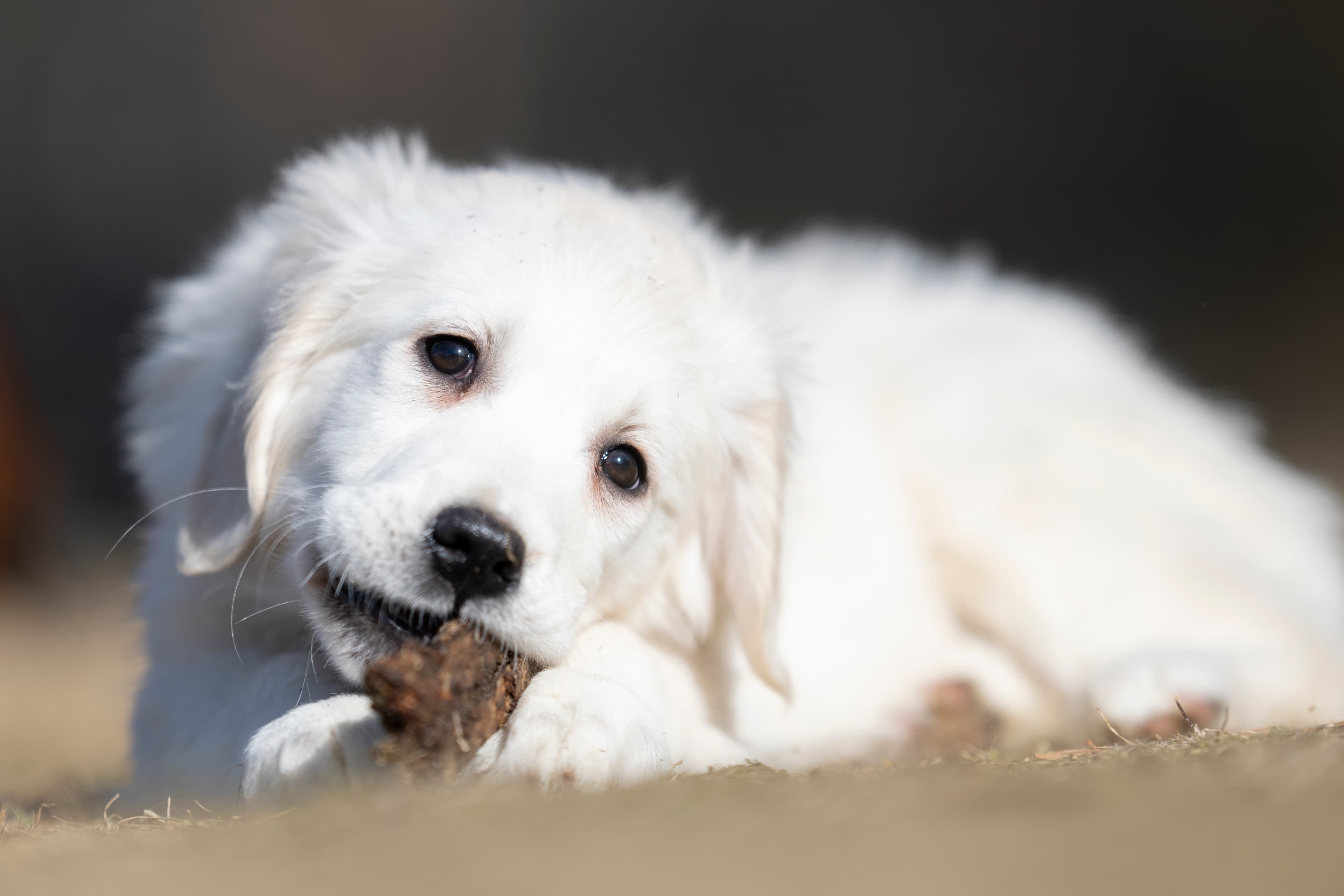 Puppies — SUPERSTYLE01200mm431