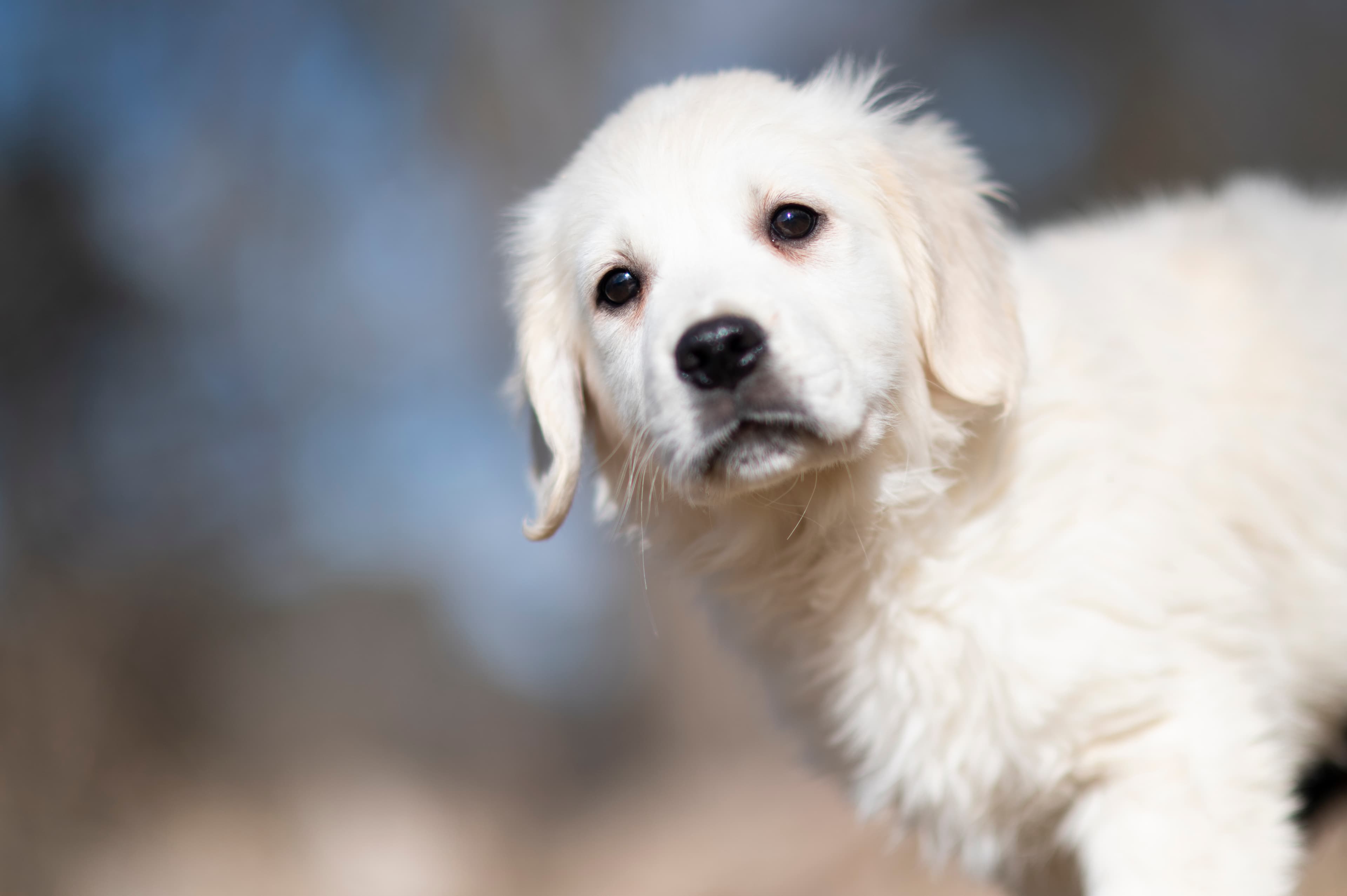 Puppies — SUPERSTYLE0185mm131