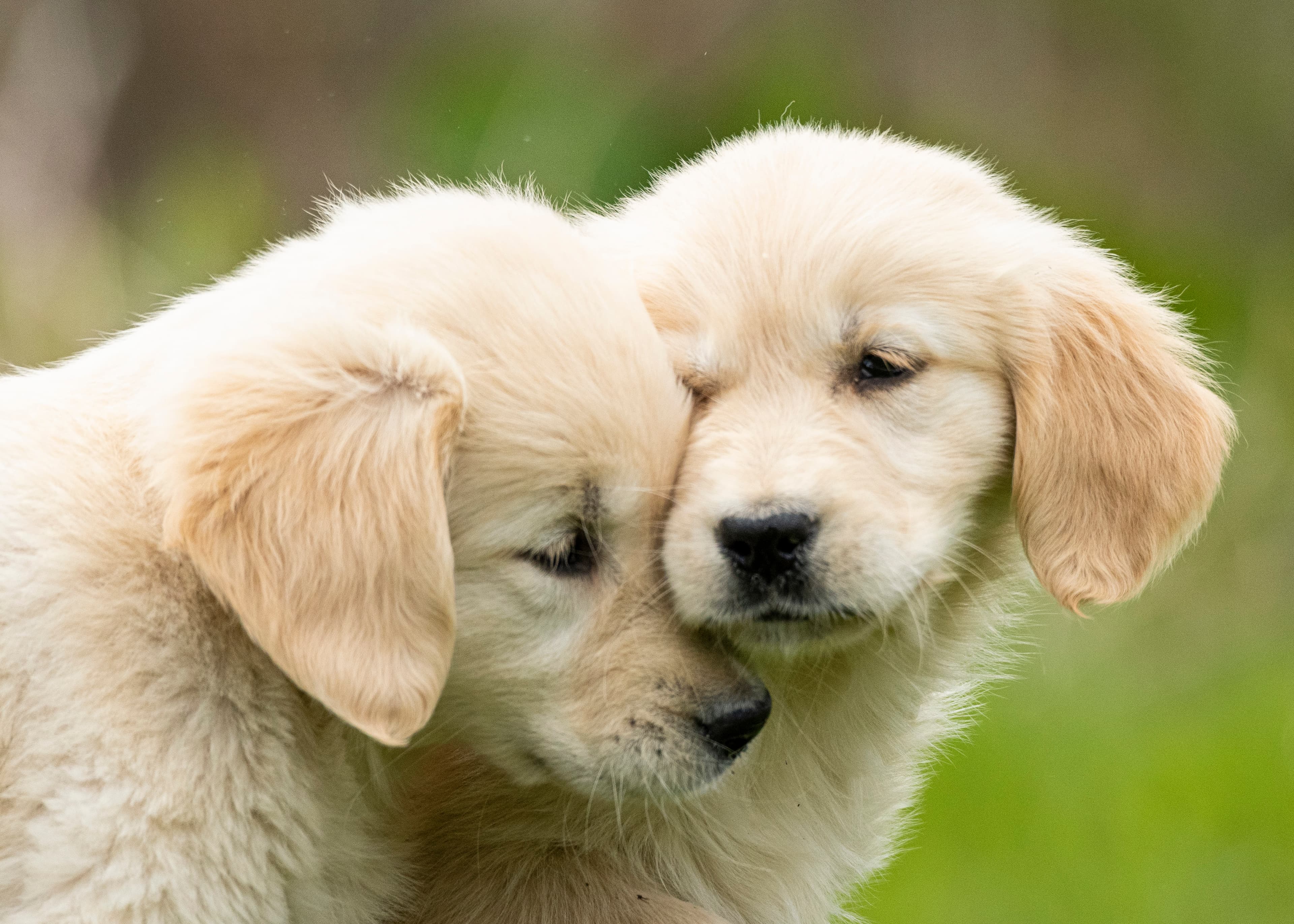 Puppies — pups034