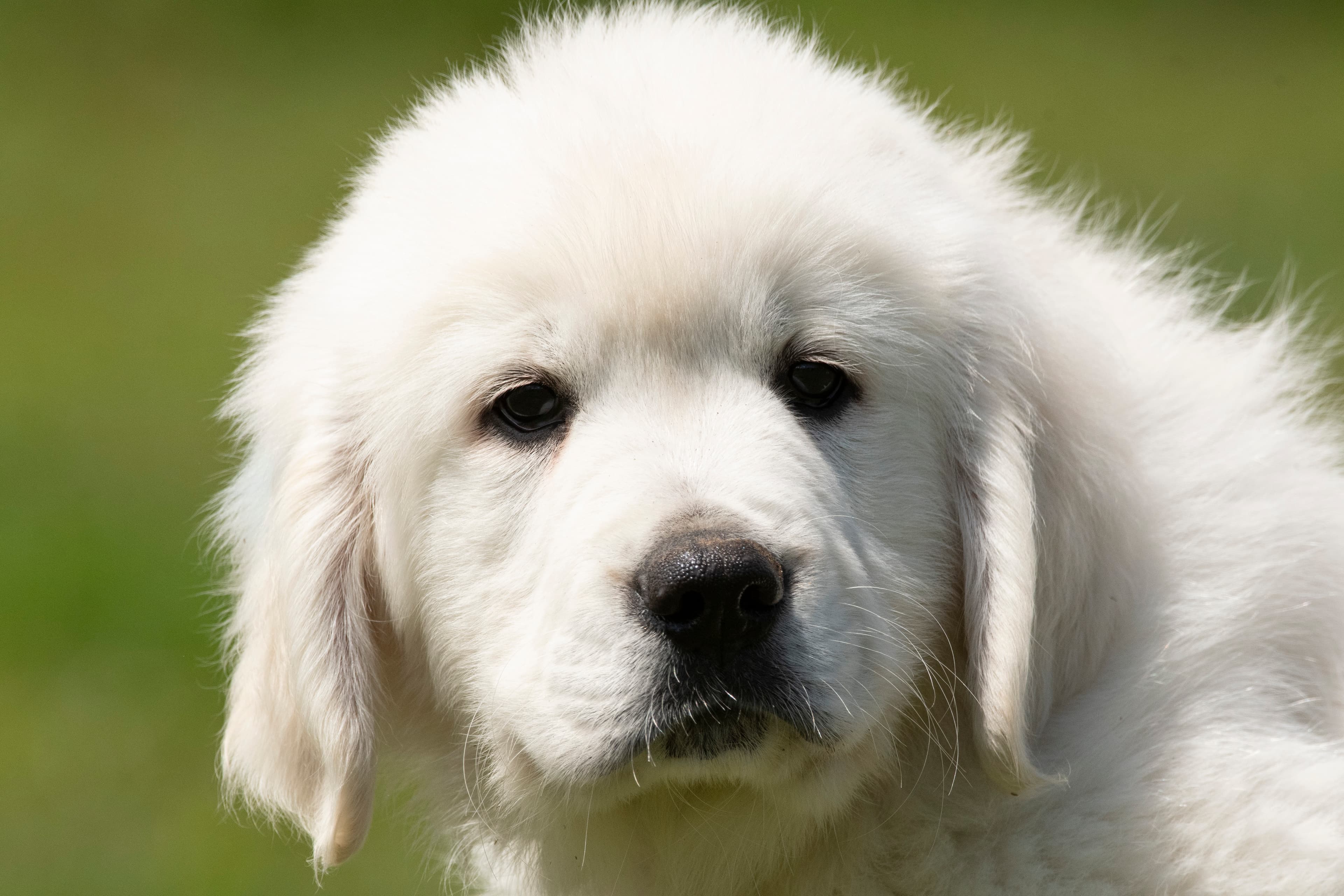 Puppies — pups035