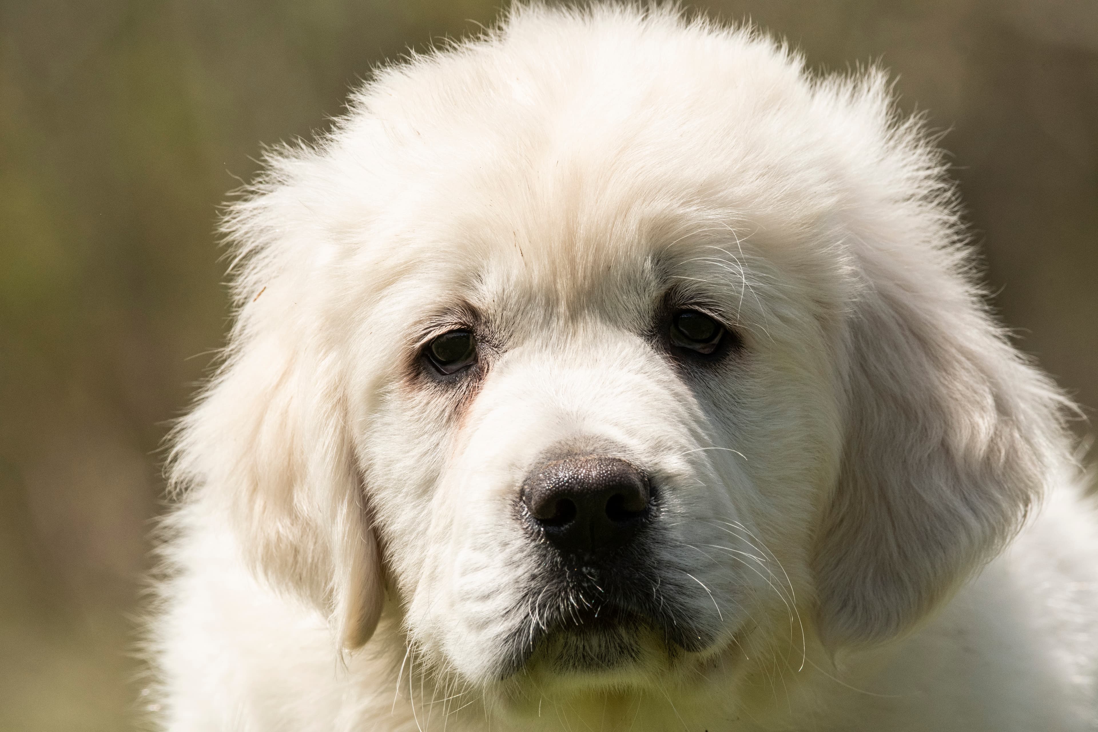 Puppies — pups036