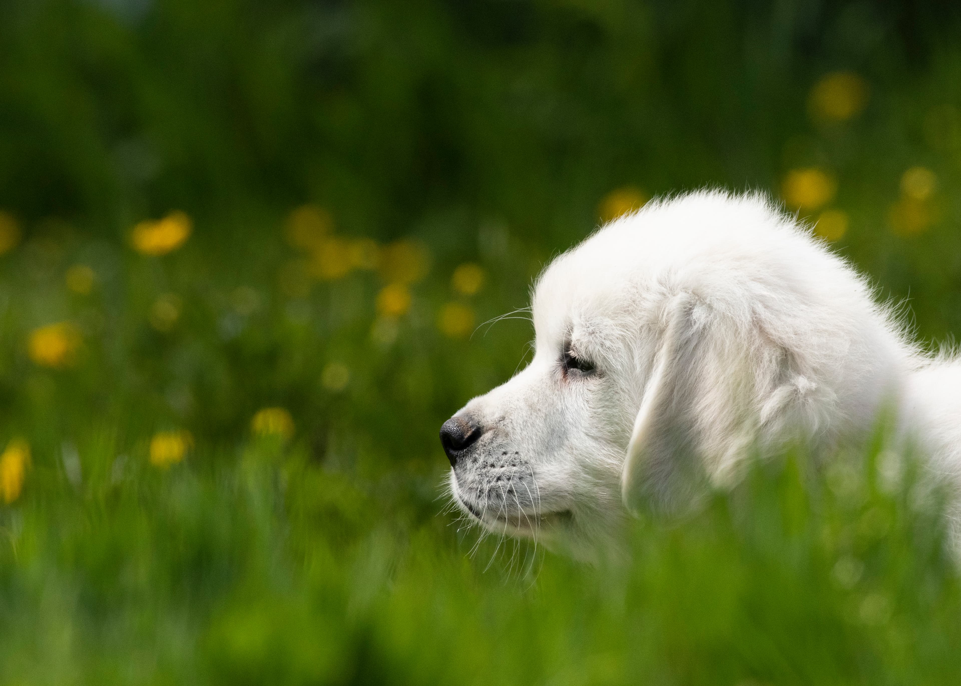 Puppies — pups037